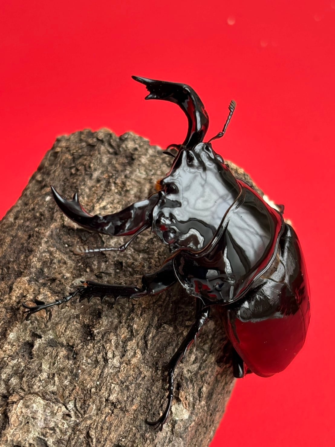 赤い目のタランドゥスツヤクワガタ 新ムシキング 赤目 タランドゥスツヤクワガタ SSR 超大型 激レア