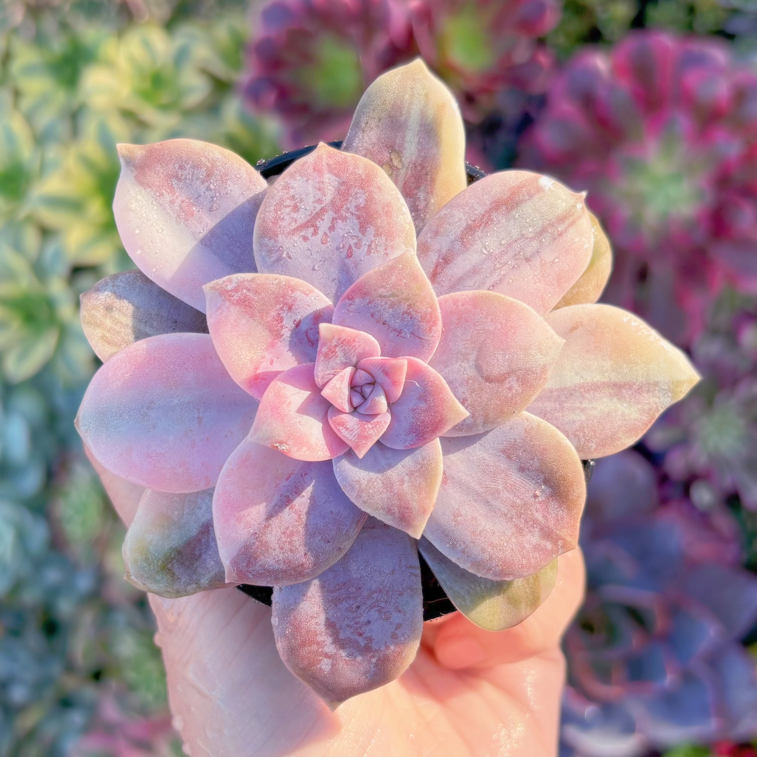 多肉植物　 'Pentandra Superba' Variegated　新入荷　るる農園