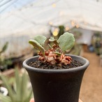 Othonna armiana【オトンナ・アルミアナ・実生】