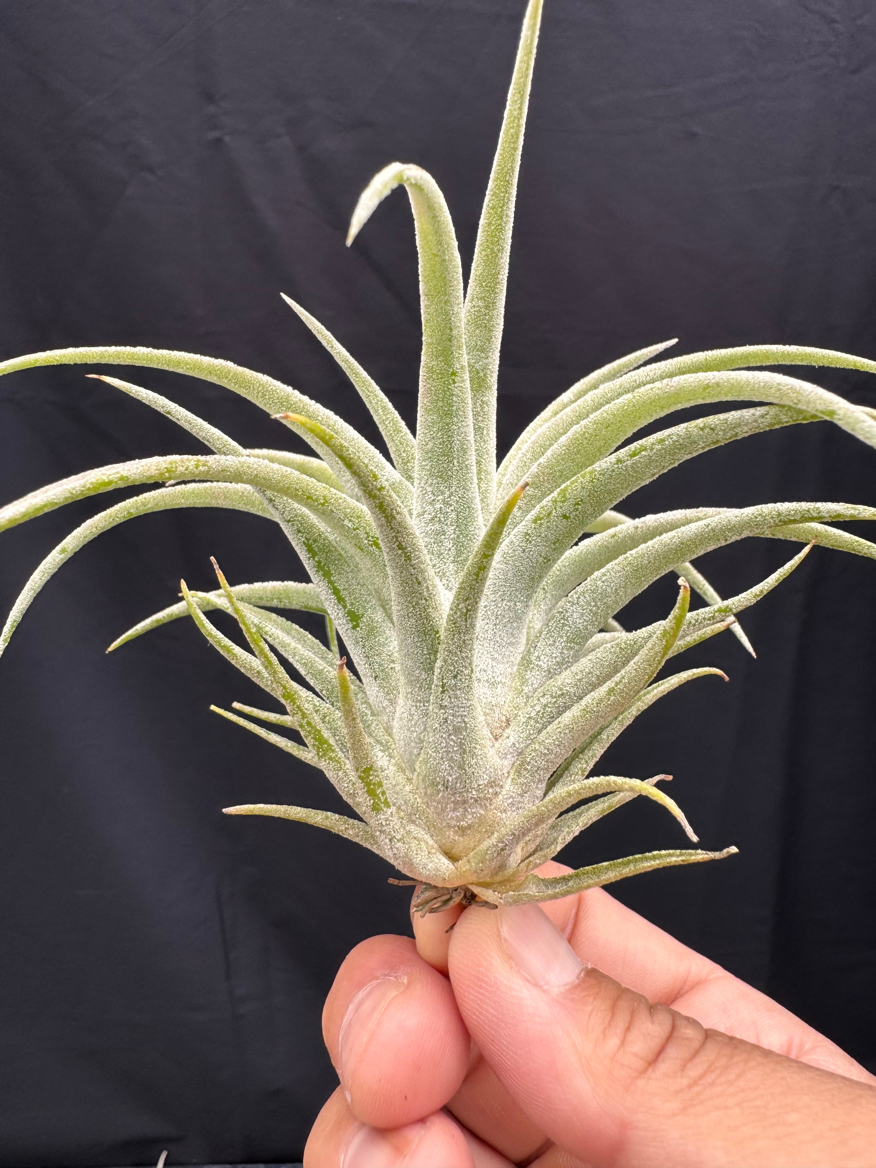 スプレンゲリアナ sprengeliana | クルール プランツ couleur plants
