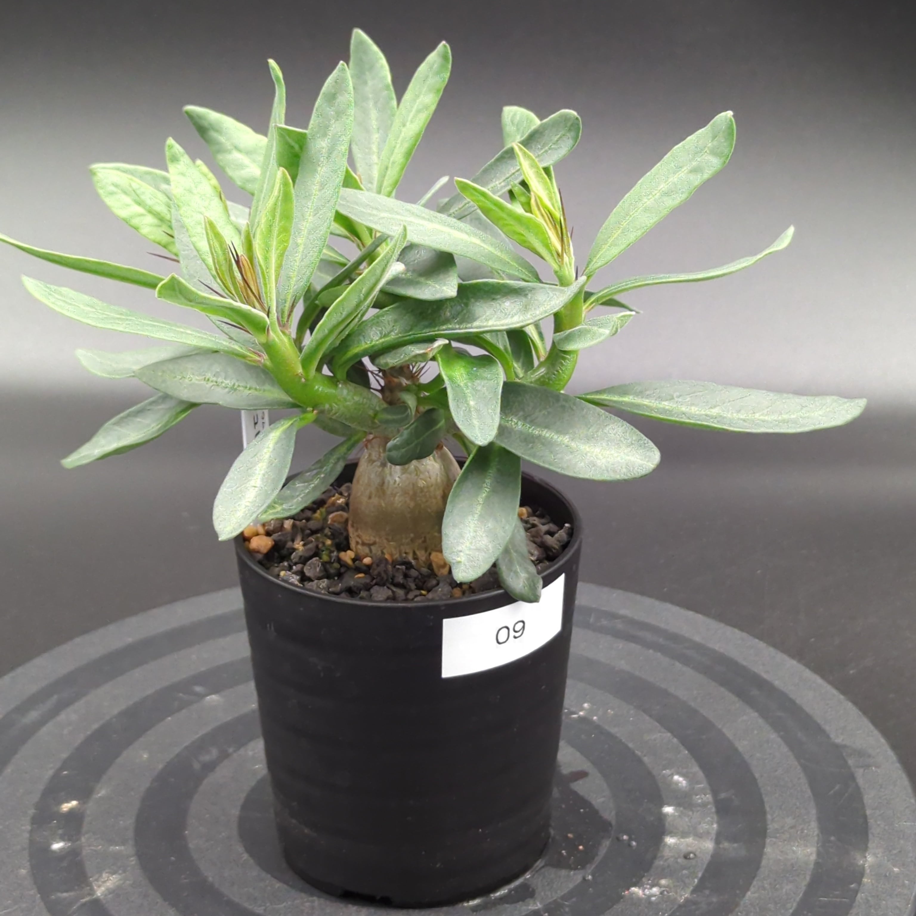 パキポディウム・サキュレンタム (実生株) | BRIDGE GARDEN