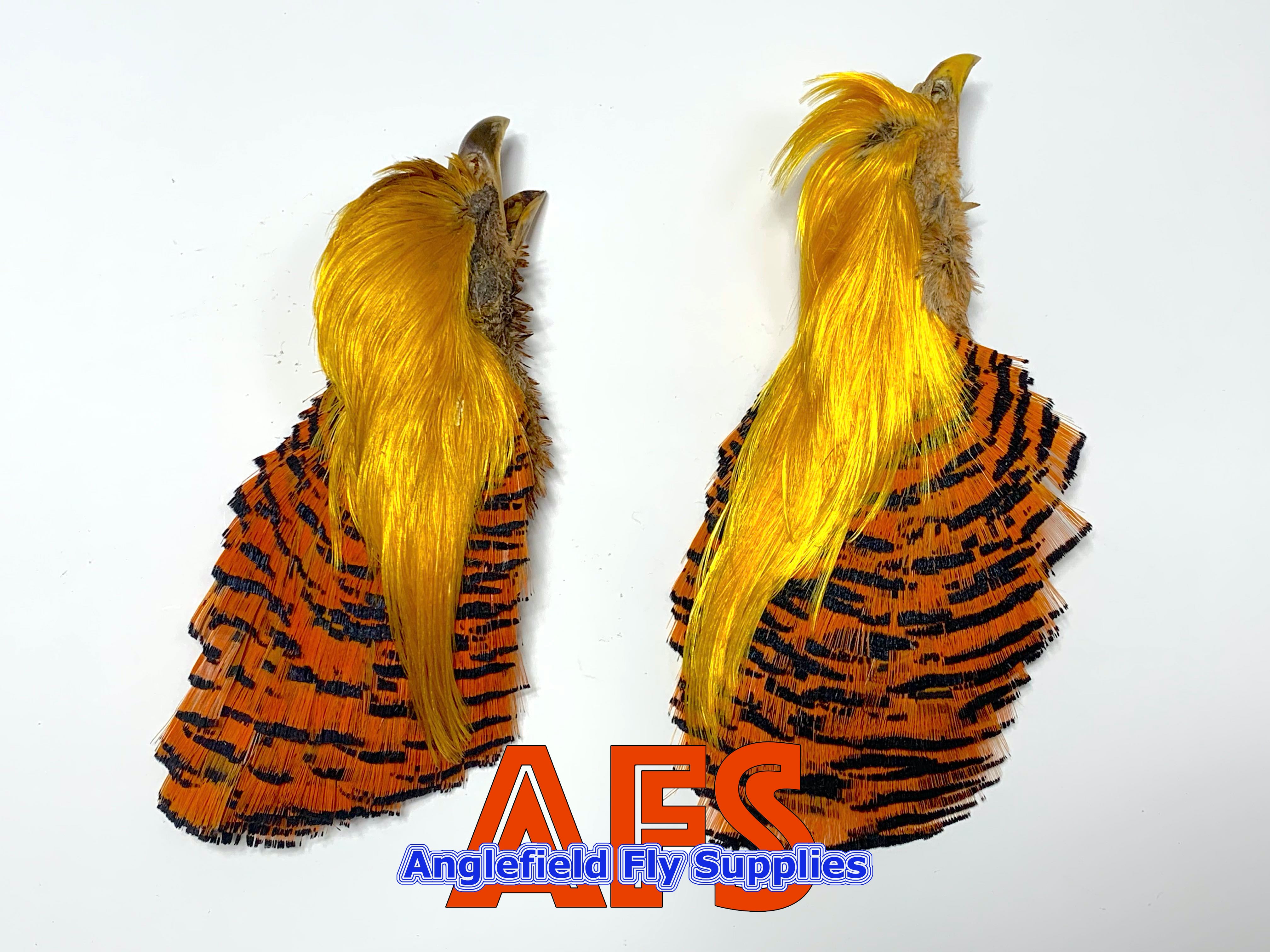 Golden Pheasant | Anglefield Fly Supplies