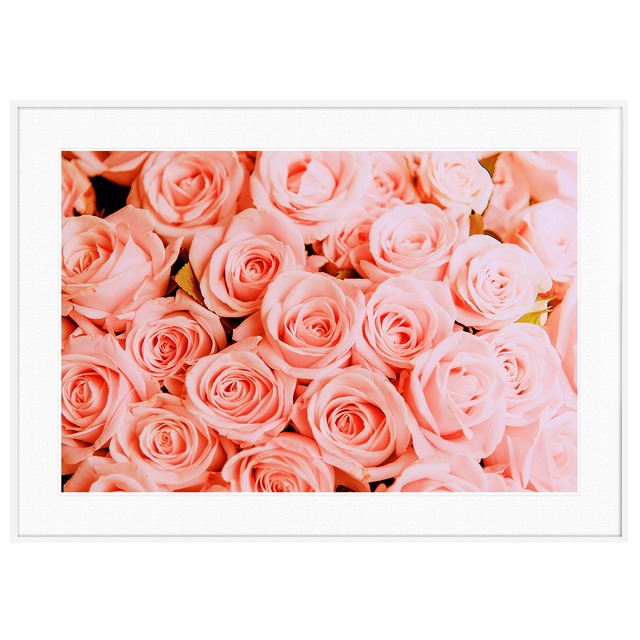 花写真 ピンクのバラ インテリアアートポスター額装 AS0617