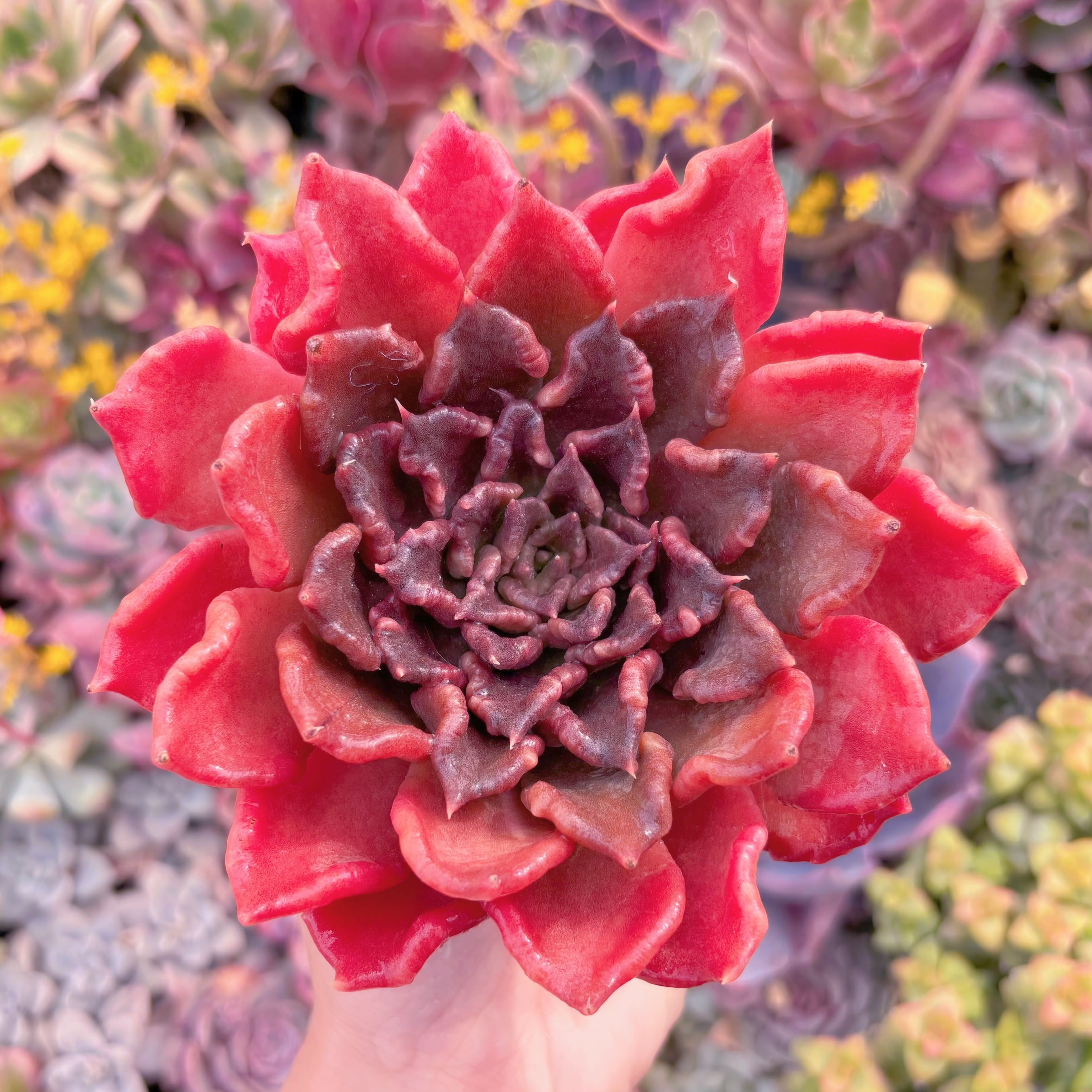 現品　レッドマディバ#A078　大苗　新入荷　るる農園