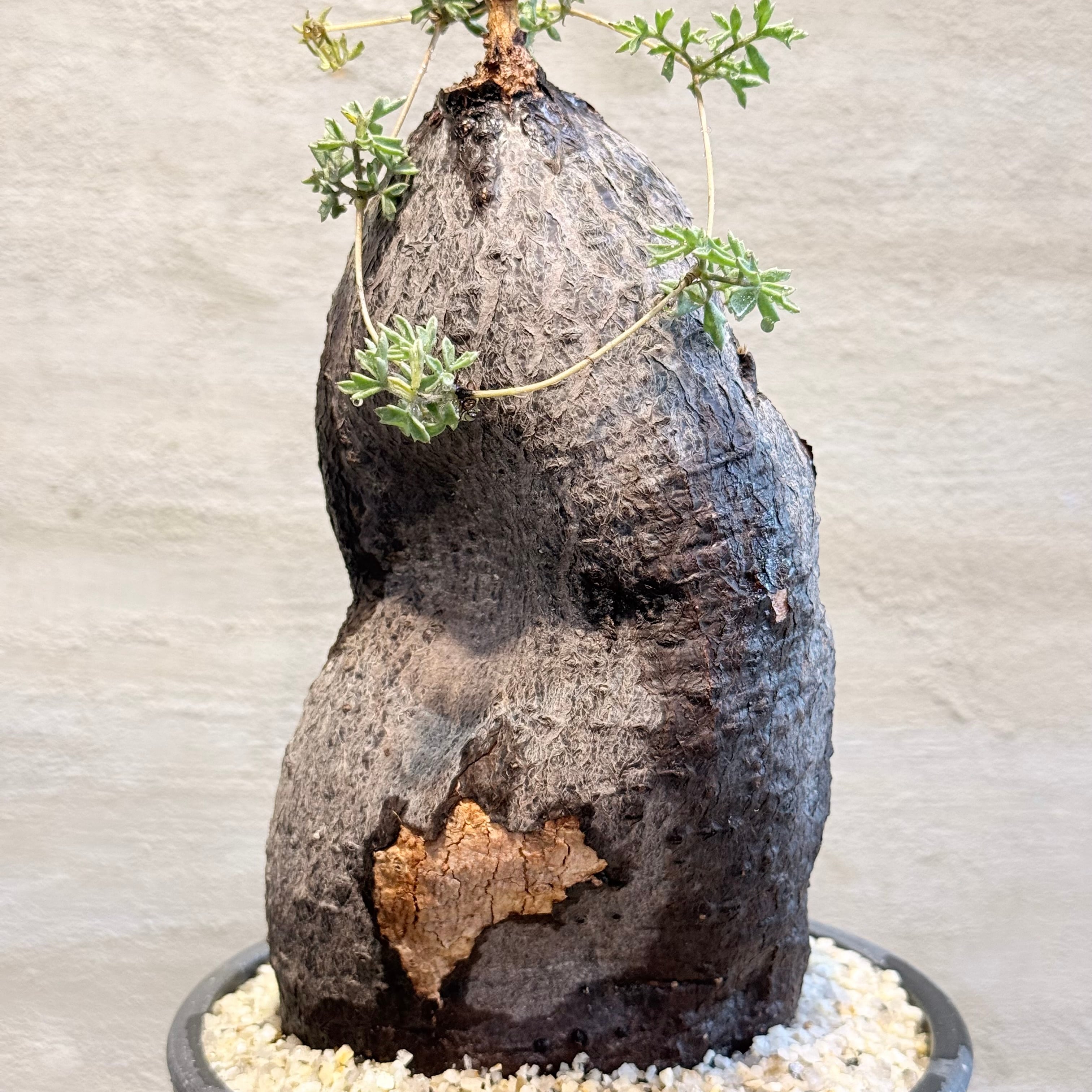 植物 | A-PLANTS