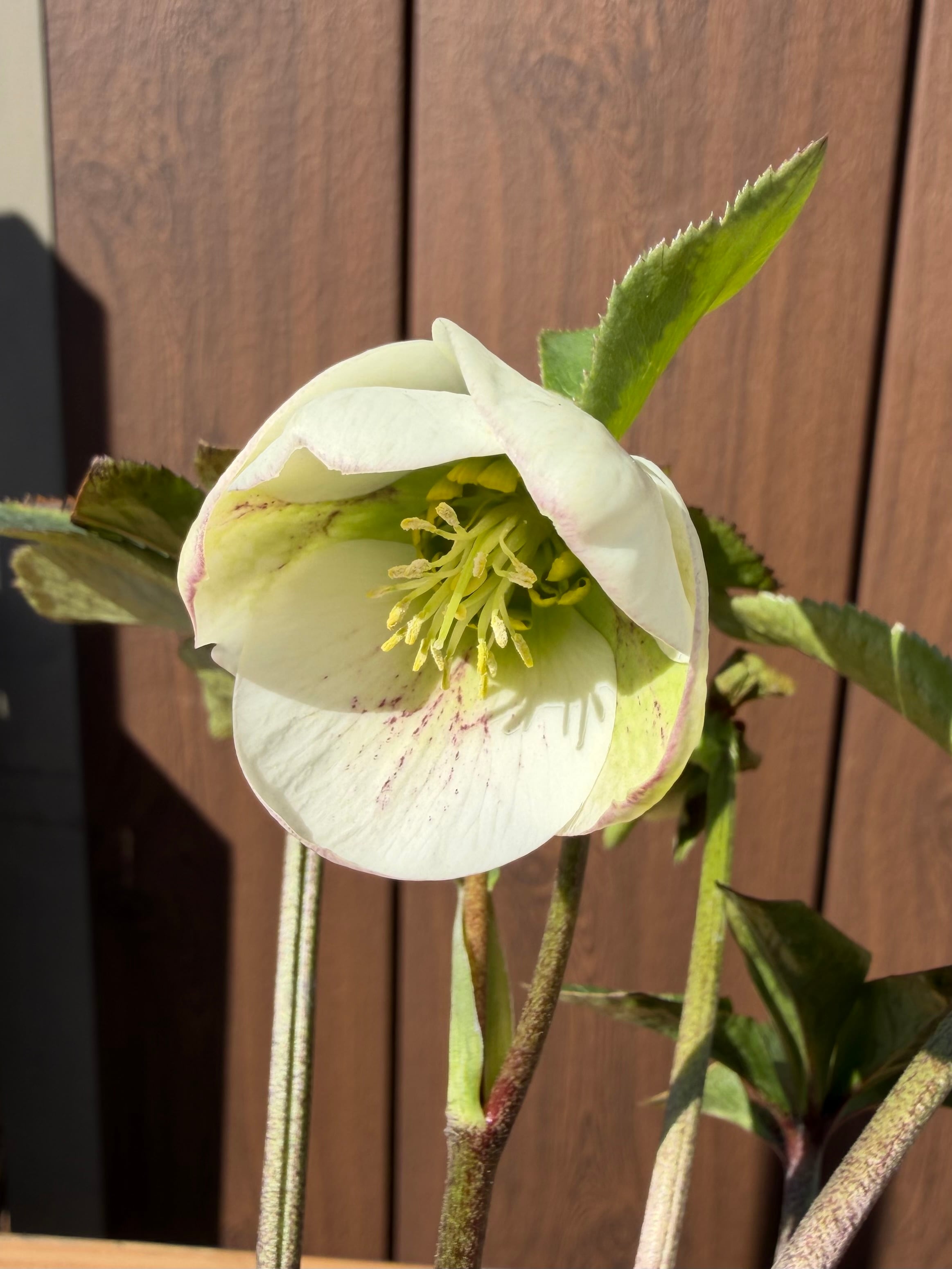 デュメhyb. 大木ナーサリー クリスマスローズ【Og17】送料無料