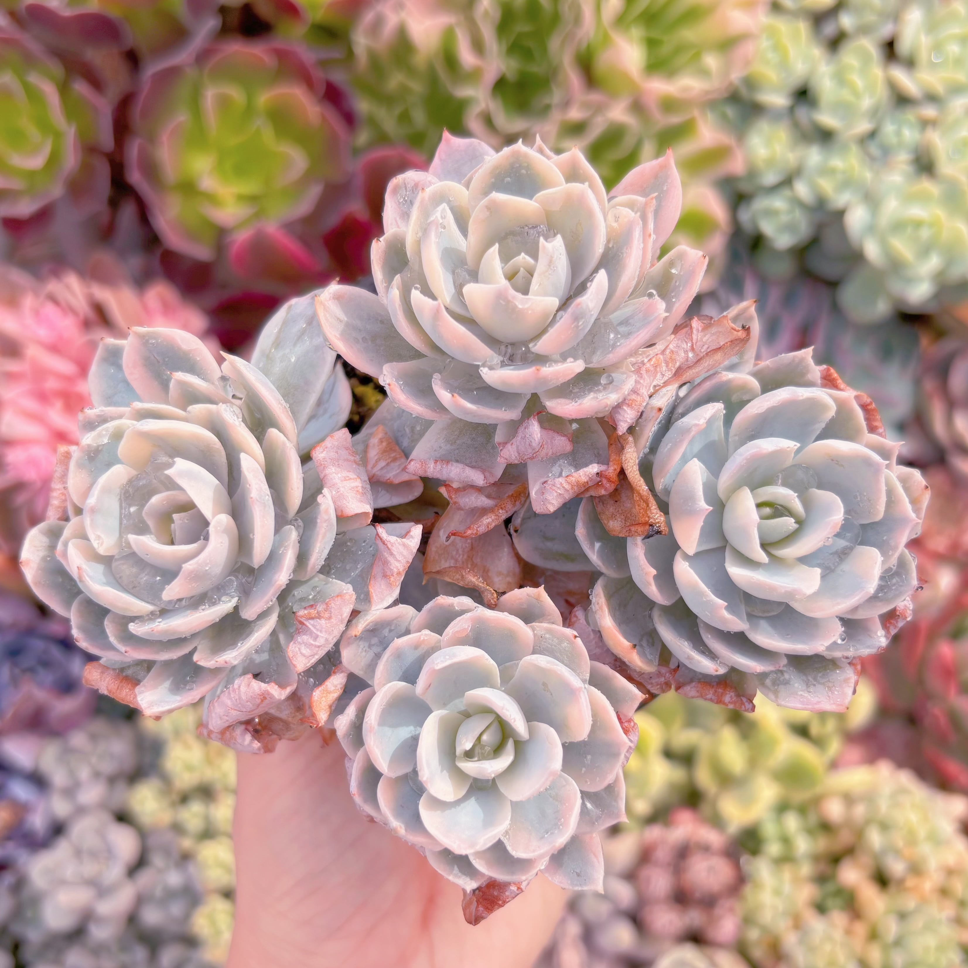 現品　サブセリス錦#230　群生　るる農園