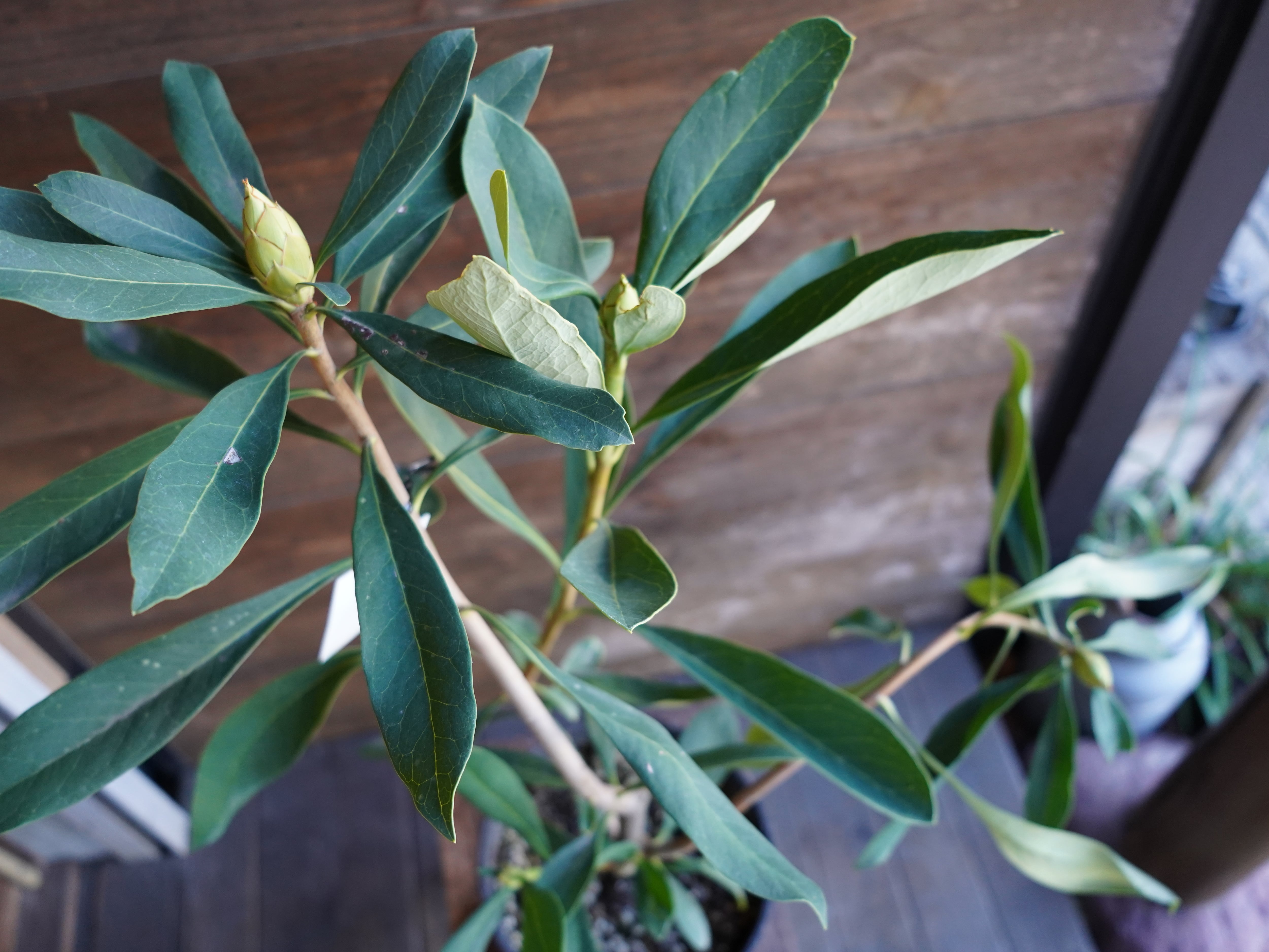 【現物】テロペア ”シェイディレディホワイト”