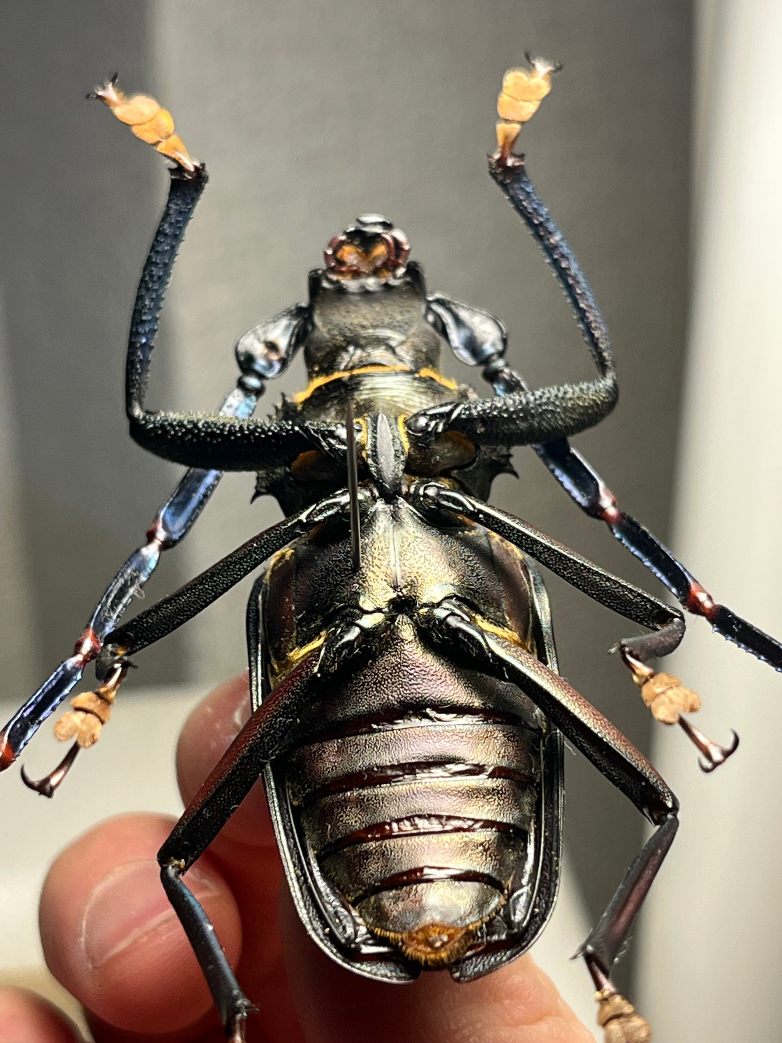 【15mm】シロミノケブカゾウムシ ？標本 タマムシ コメツキ カミキリ 63mm】Mallaspis scutellarisカミキリ 標本ナンベイオオタガメ