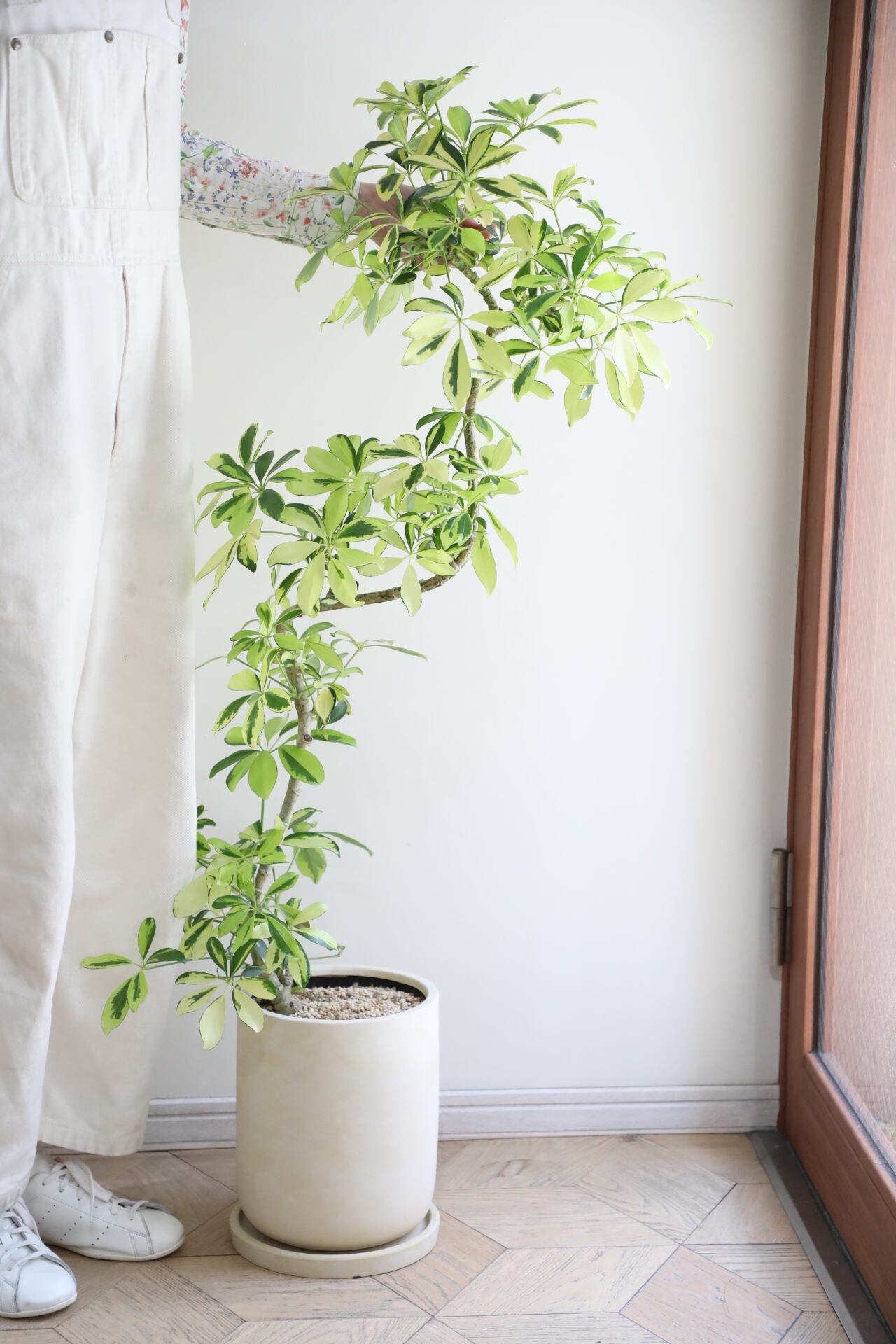 □中・大型植物(80cm~220cm) | 【厳選植物・器】MIDORI DOUMEI 翠堂明