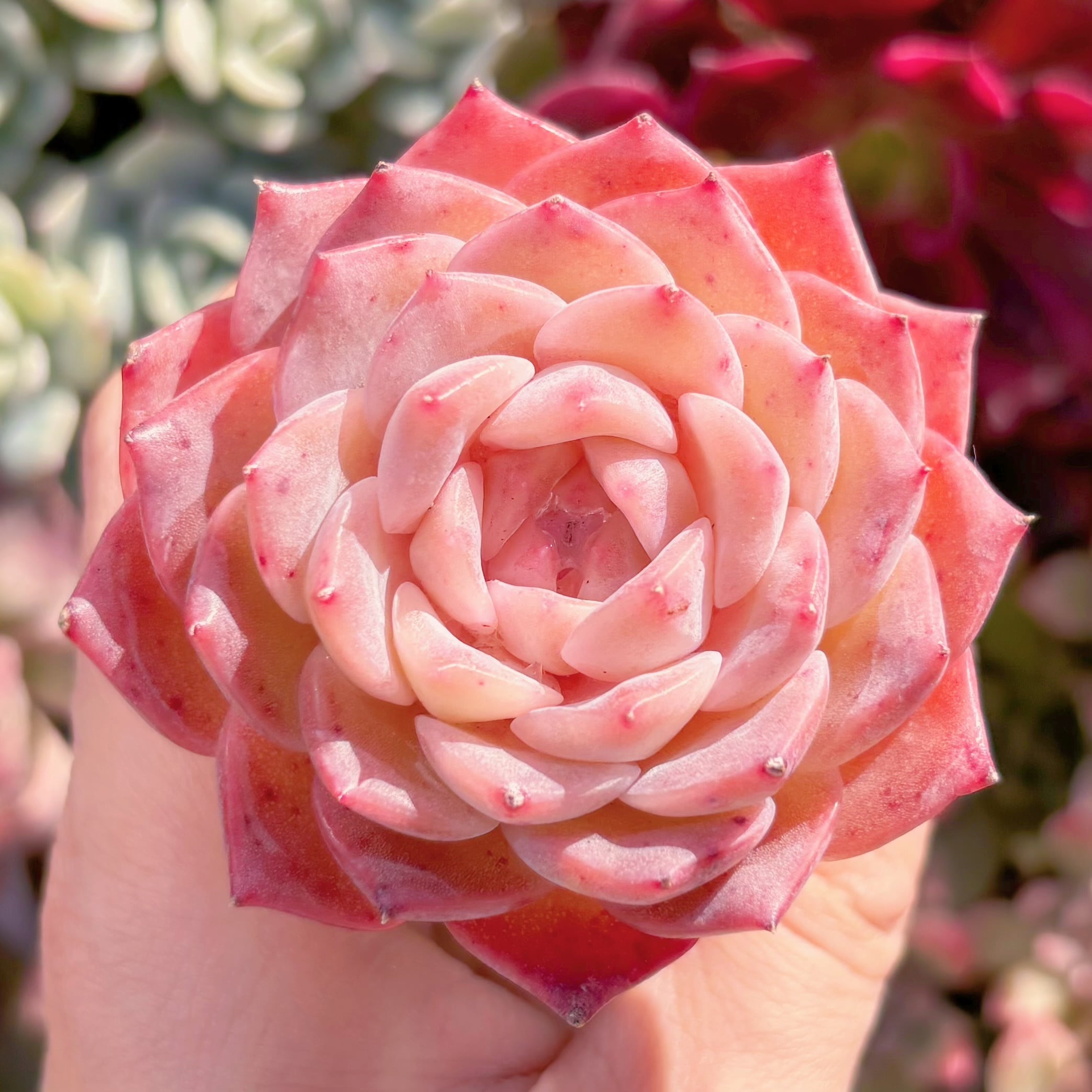 多肉植物　ヒアリナxラウイ　新入荷　るる農園