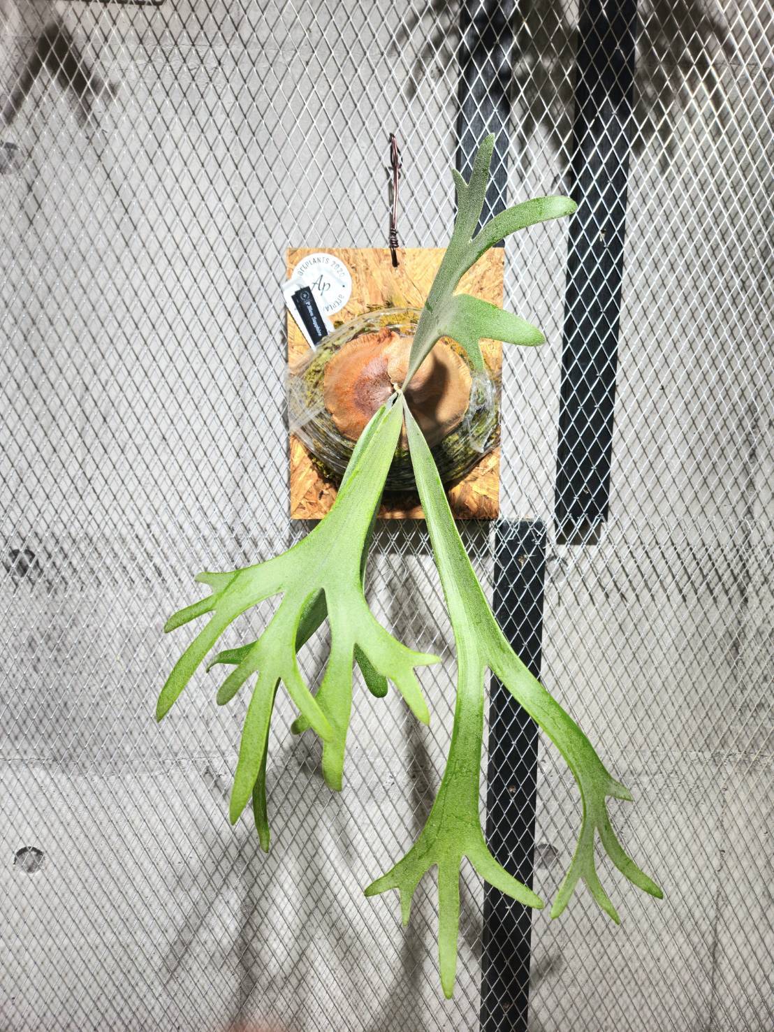 P.Bleu Sapphire【artPLANTs / PLANTS GARAGE】ビカクシダ/Platycerium