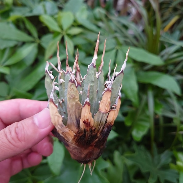 アガベ オバティフォリア オルカ 1 Agave ovatifolia variegated 'ORCA'