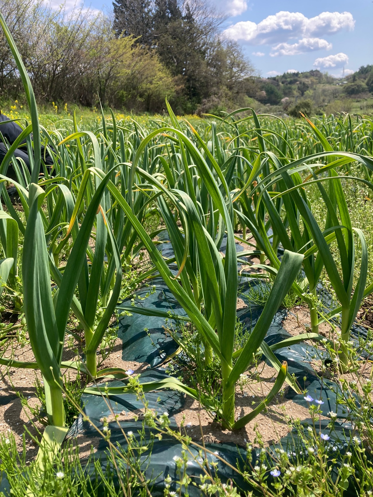 【期間限定野菜】Ryosuke Oyasaiの有機生にんにく（福地ホワイト六片種）サイズ混合1kg～・画像4