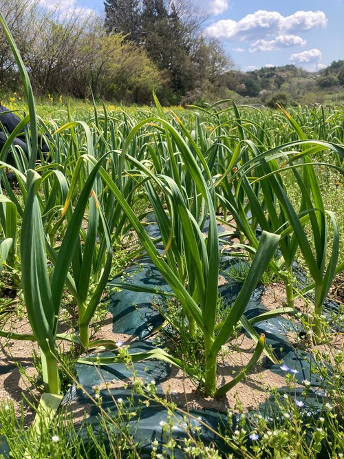 【期間限定野菜】Ryosuke Oyasaiの有機生にんにく（福地ホワイト六片種）サイズ混合1kg～・画像4