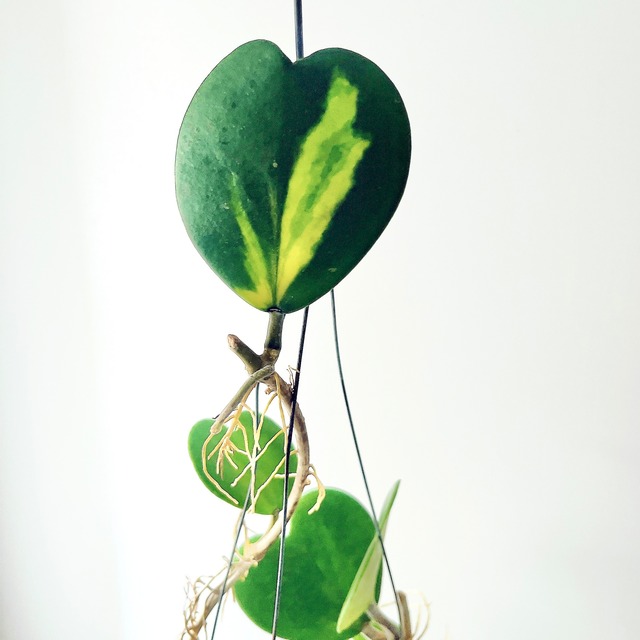 希少品種ホヤコレクション：Hoya kerrii Inner Variegata（ホヤ・ケリー インナーバリエガータ）｜太陽園芸 × calm cafe