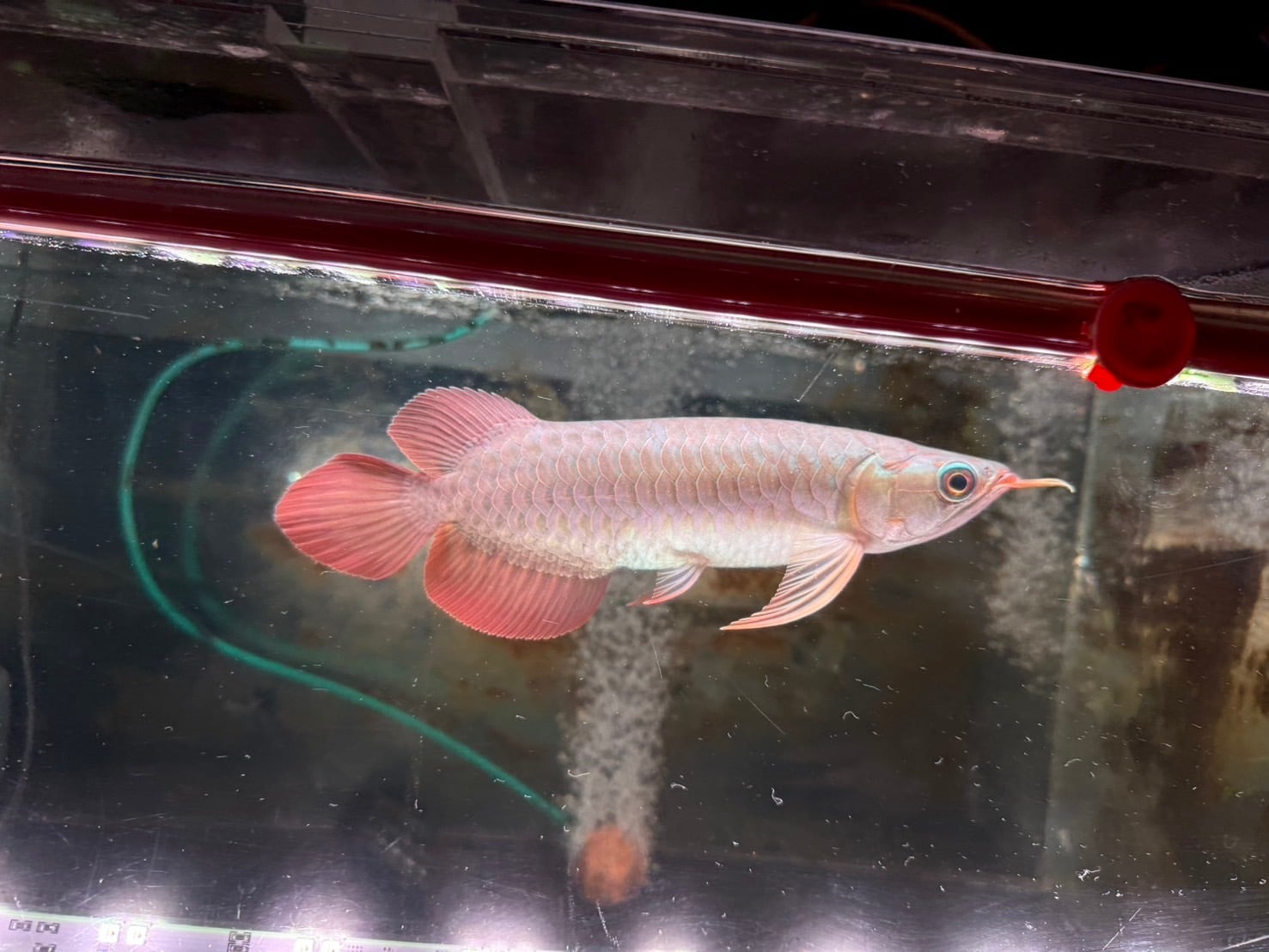 AGUSスーパーレッドF4 21㎝前後 PT.ARWANA LESTARI アジアアロワナ 紅