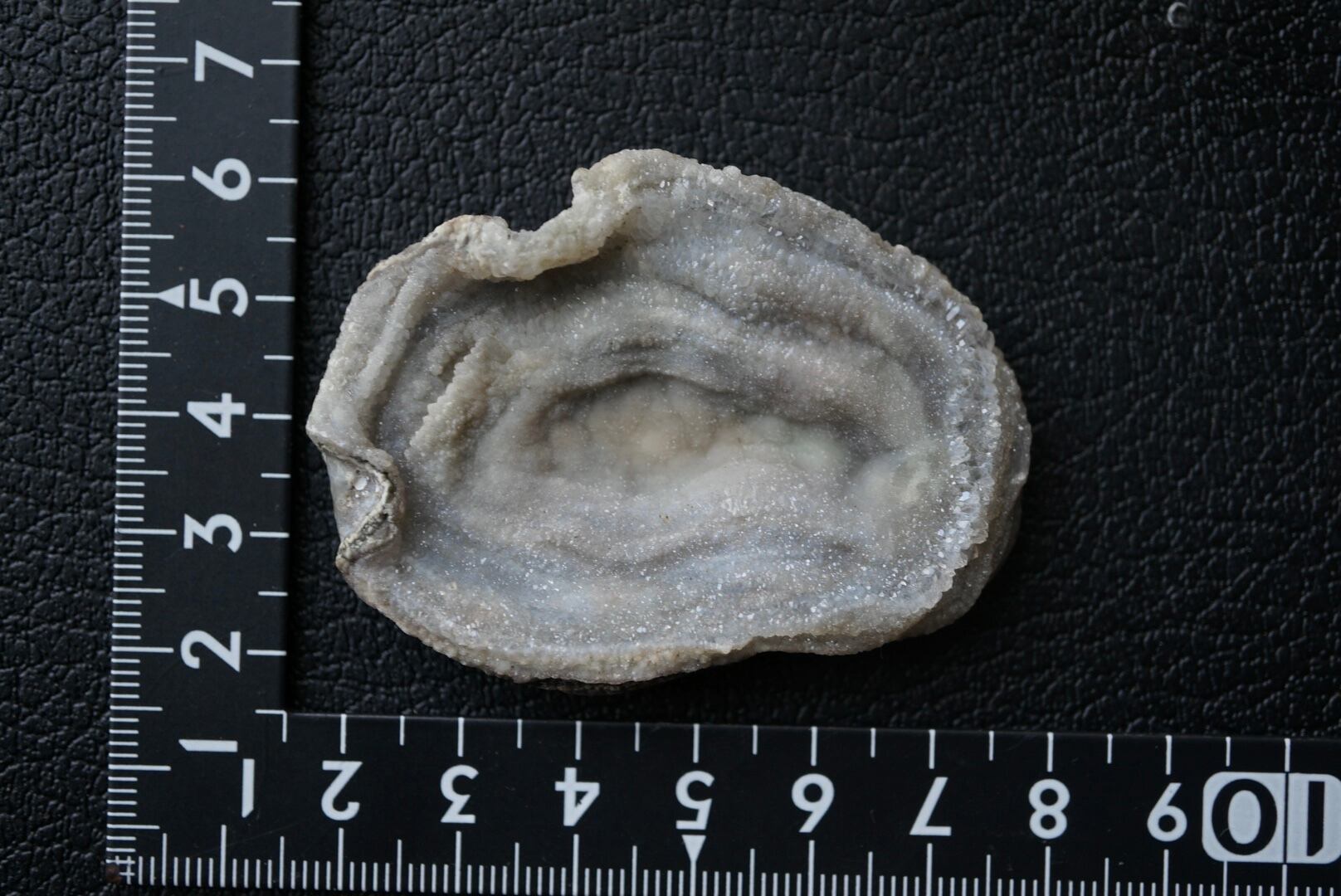 コンシャ・アゲート Concha Agate 1822 | 叙景 jokei