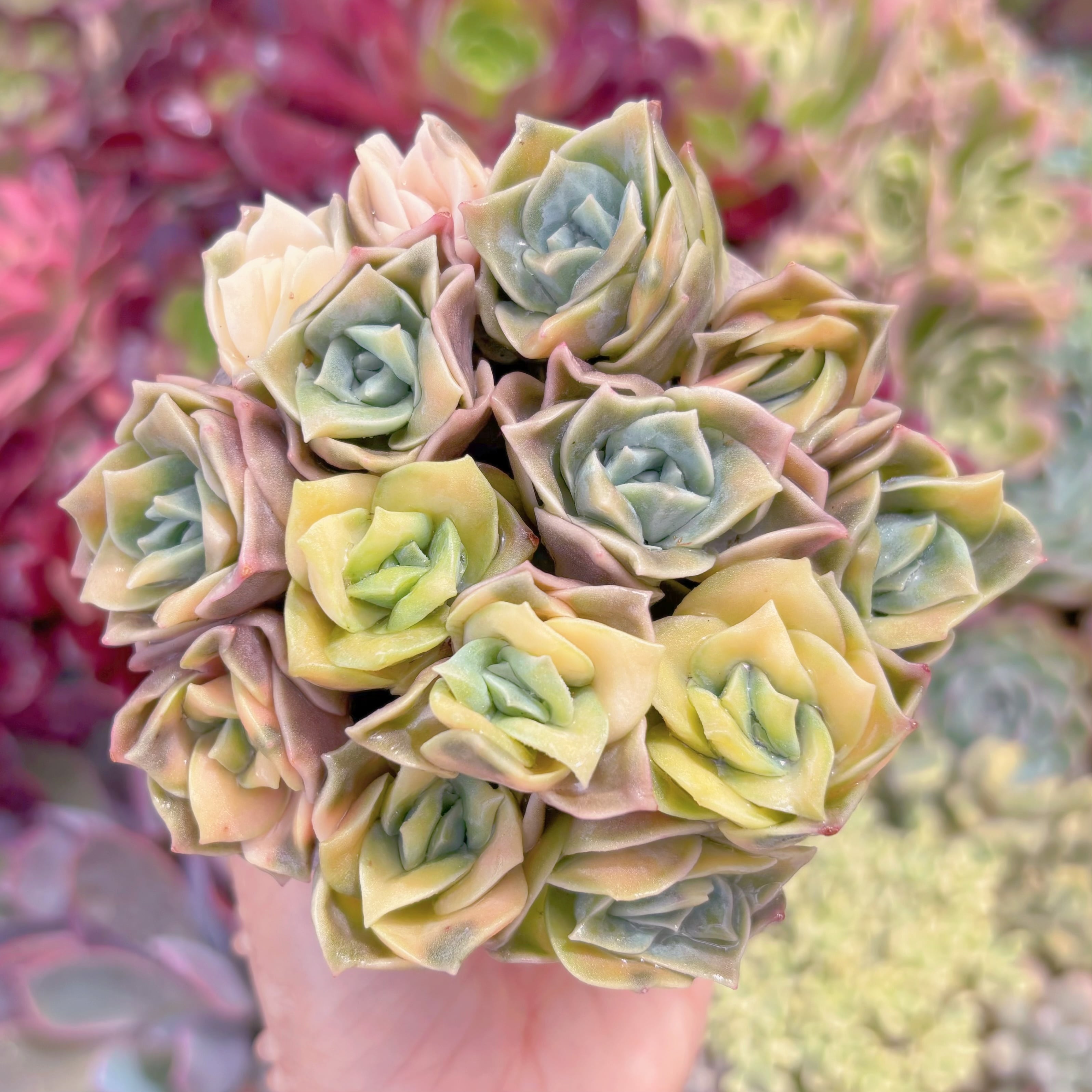 現品　ラブリーローズ錦#B72　るる農園