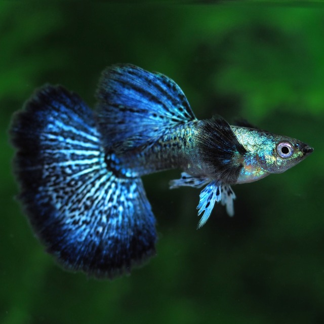 【現物】上物プラチナブルードラゴン　1ペア＋おまけ1ペア(No.3)