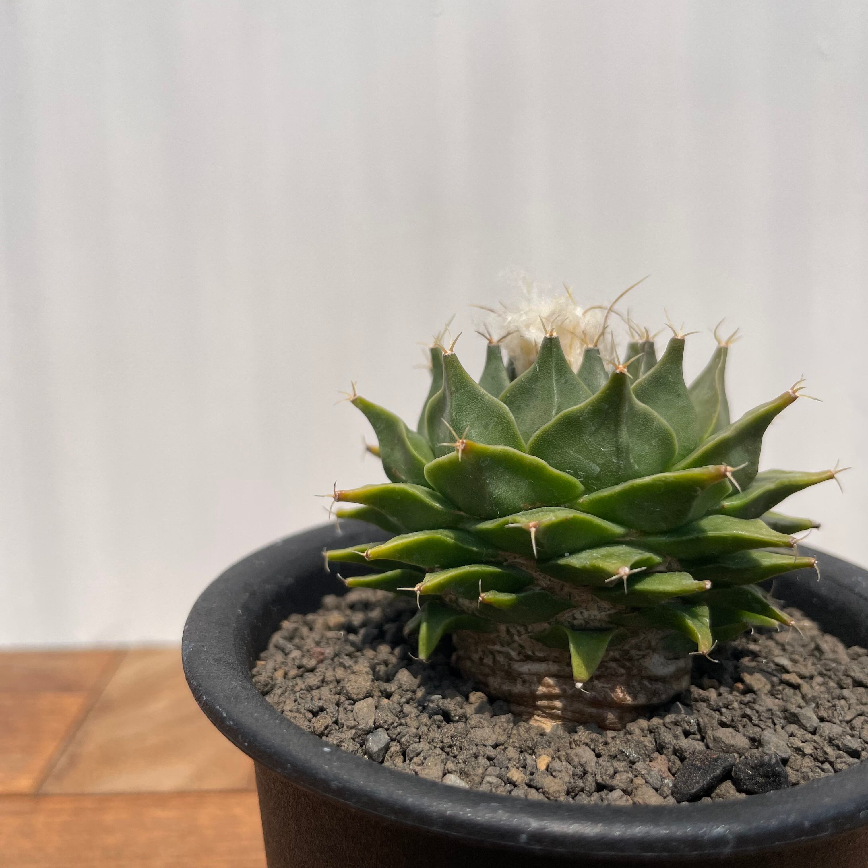 帝冠　オブレゴニア　サボテン　国内実生 サボテン オブレゴニア 帝冠【843】 | PROTOLEAF プロトリーフ