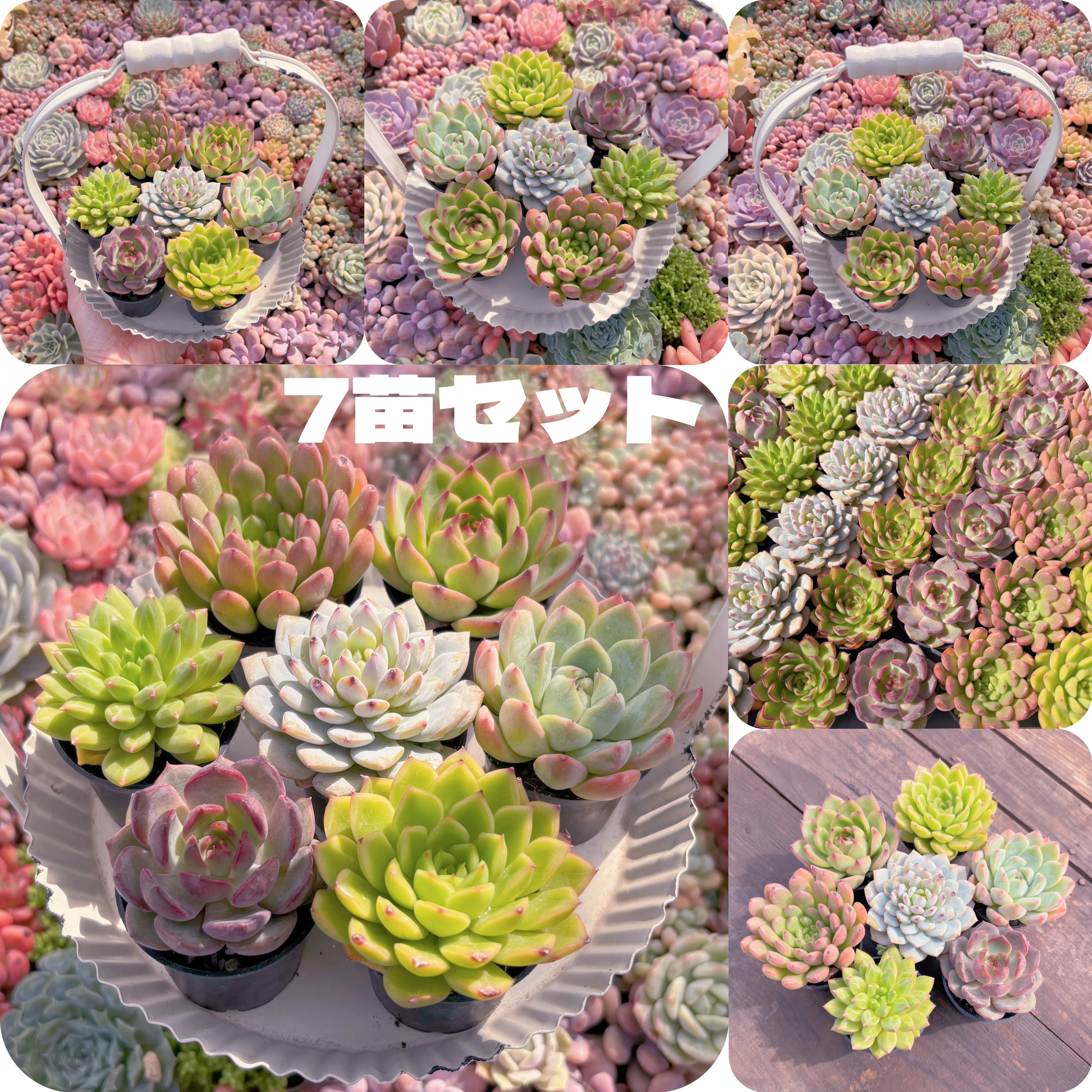 多肉植物 7苗セット｜人気品種セレクト