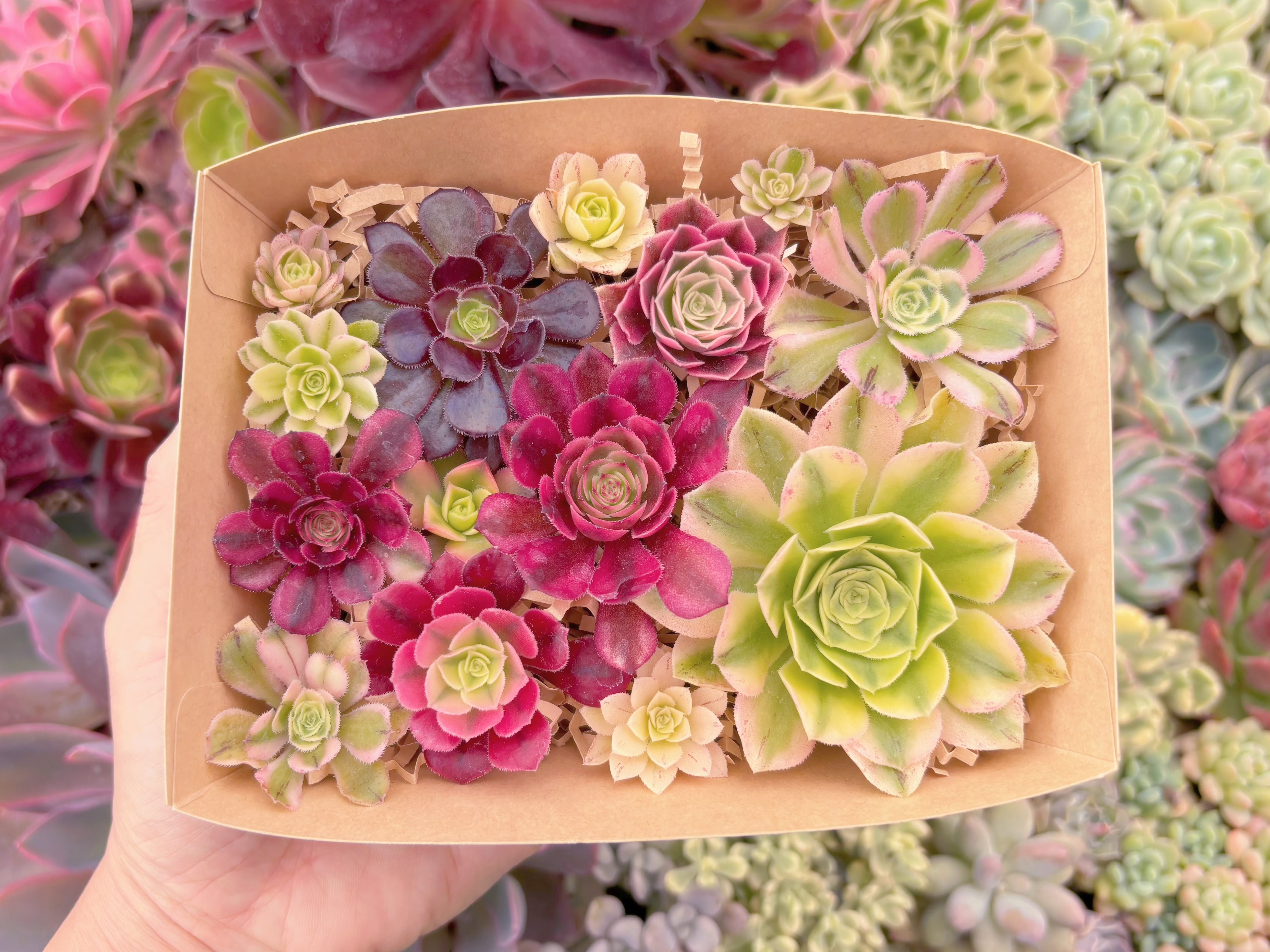 現品　寄せ植えセット#2005　るる農園