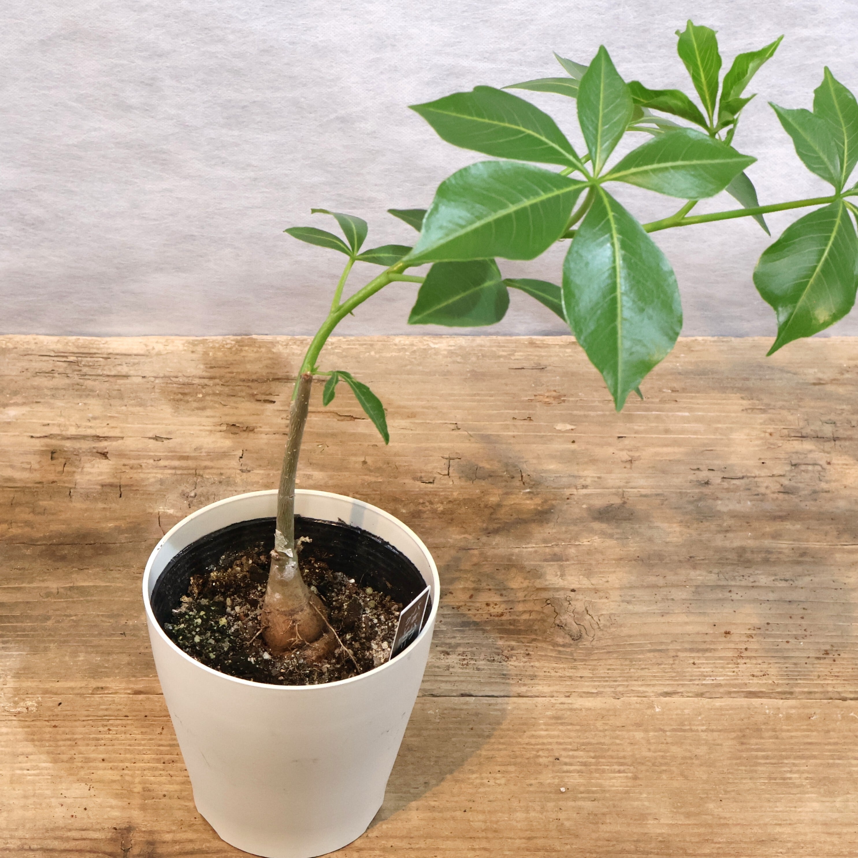 310 大地のパワーをそのまま宿す『バオバブ グレゴリー』観葉植物