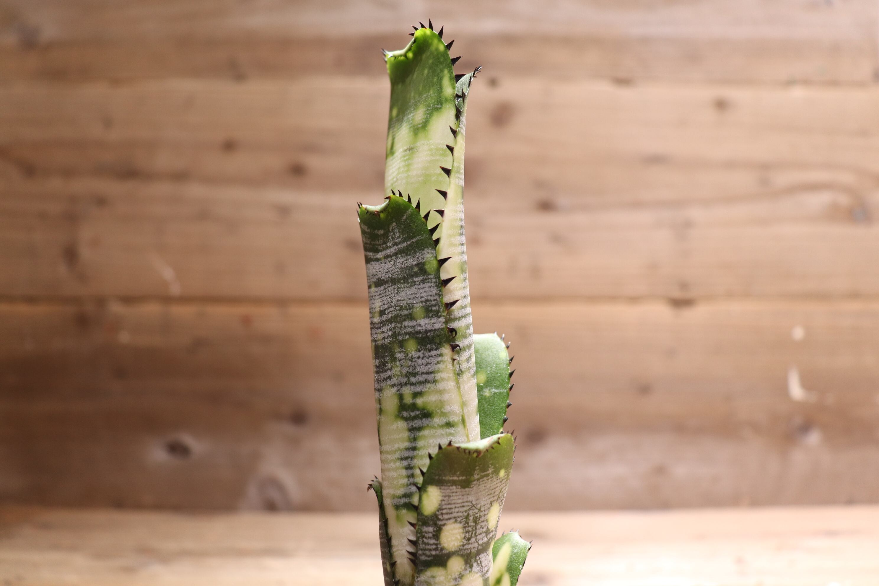 送料無料】 Billbergia 'Domingos Martins' (Original) from Thailand