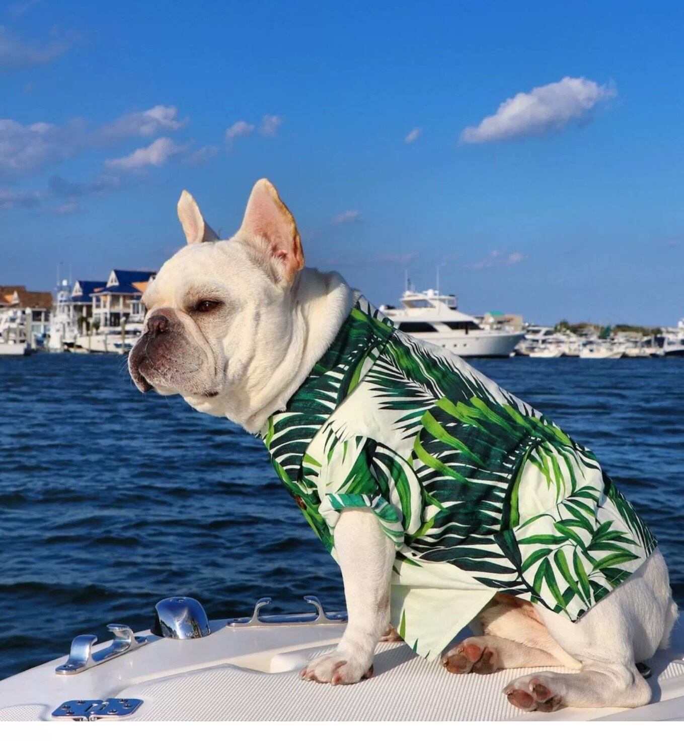 アロハシャツ❤️夏服 フレンチブルドッグ 小型犬 中型犬 | hogan shop