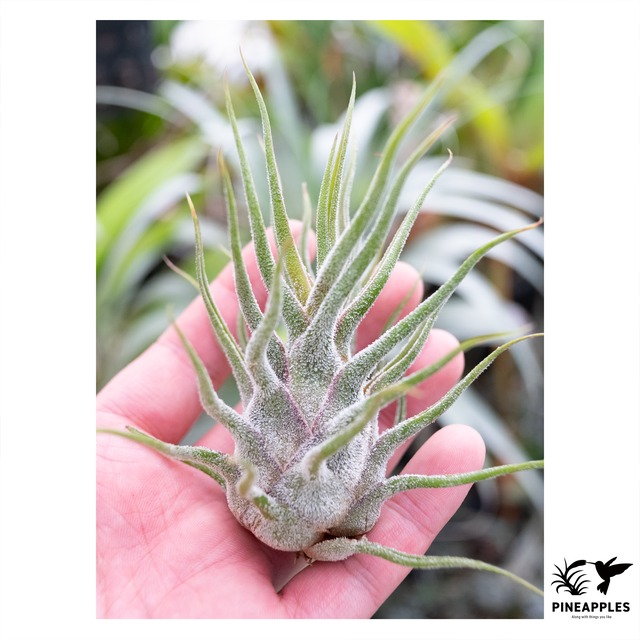 Tillandsia pruinosa