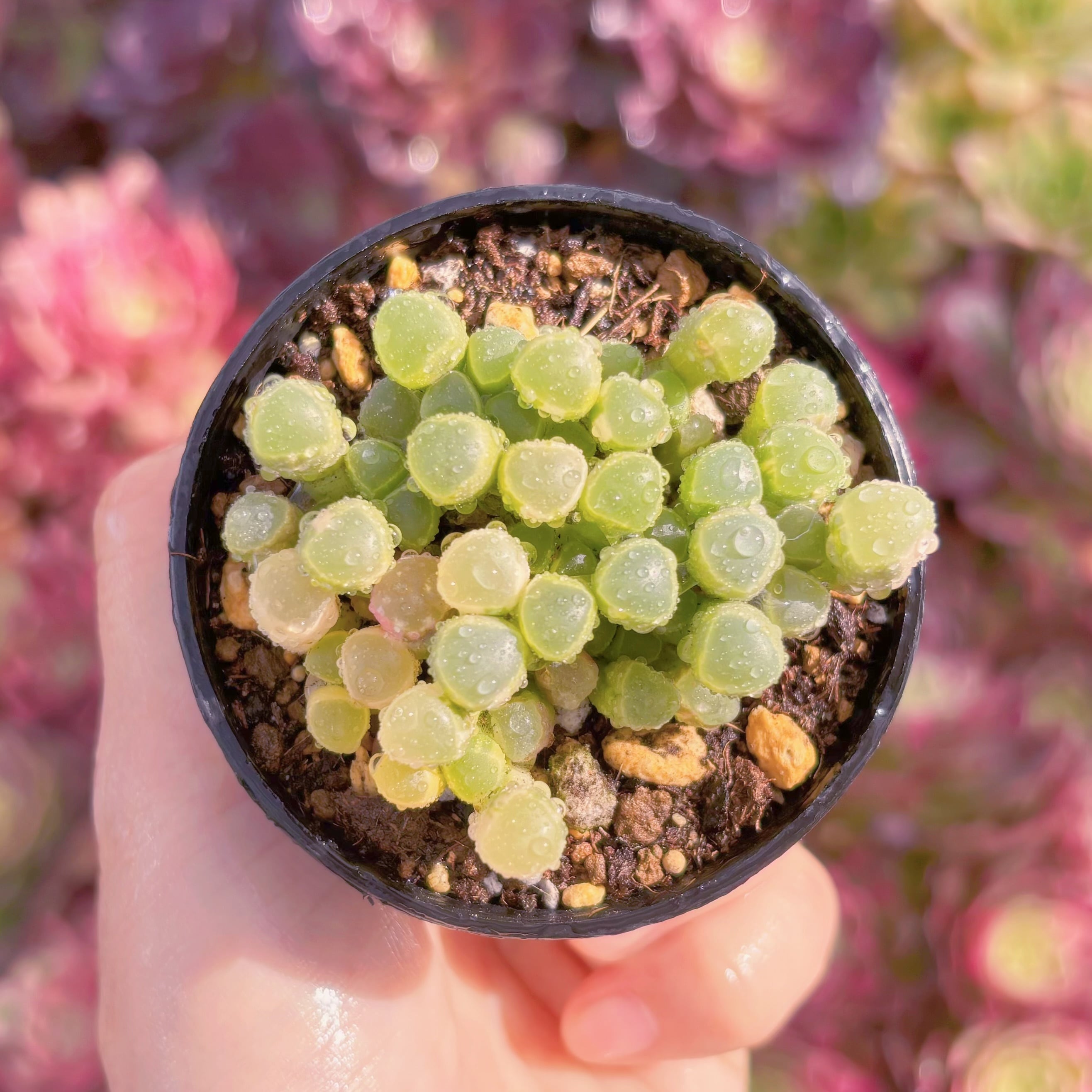 現品　五十鈴玉錦#2187　群生　美苗　希少　新入荷　るる農園