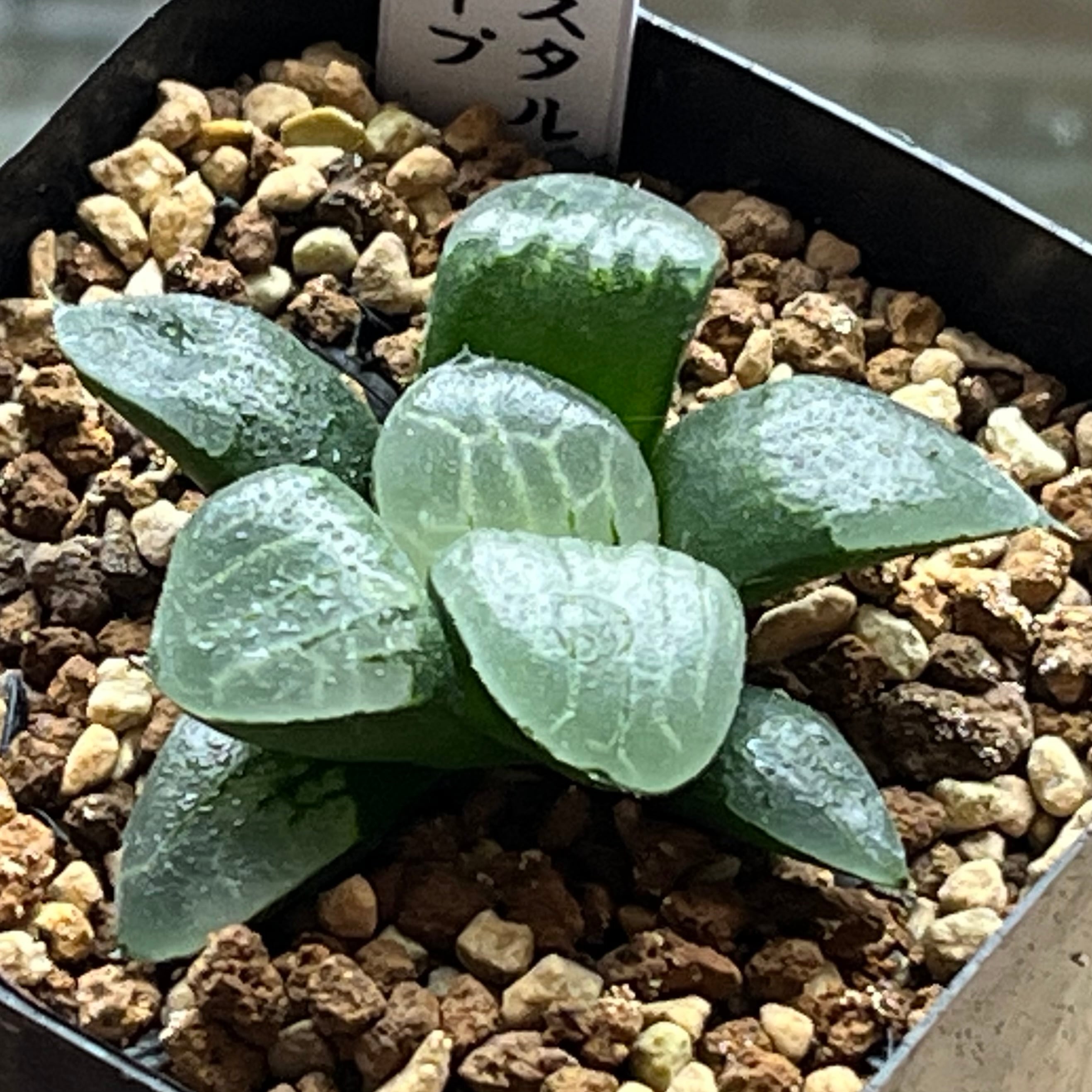 ハオルチア ピグマエアミュータント実生 特異株 | mocono_plants