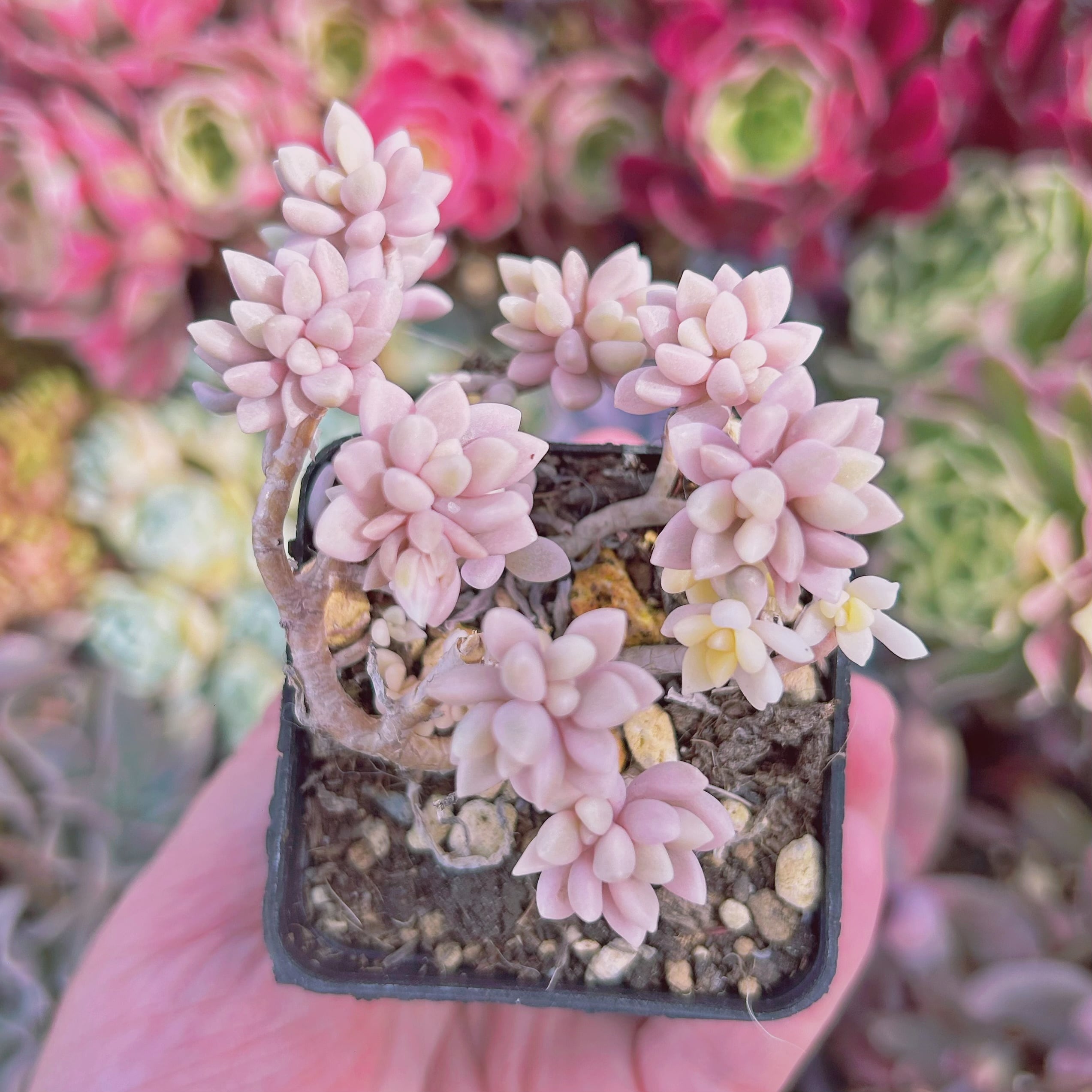 2192現物 多肉植物 ミリナエ錦 抜き苗 | るる農園~多肉植物専門
