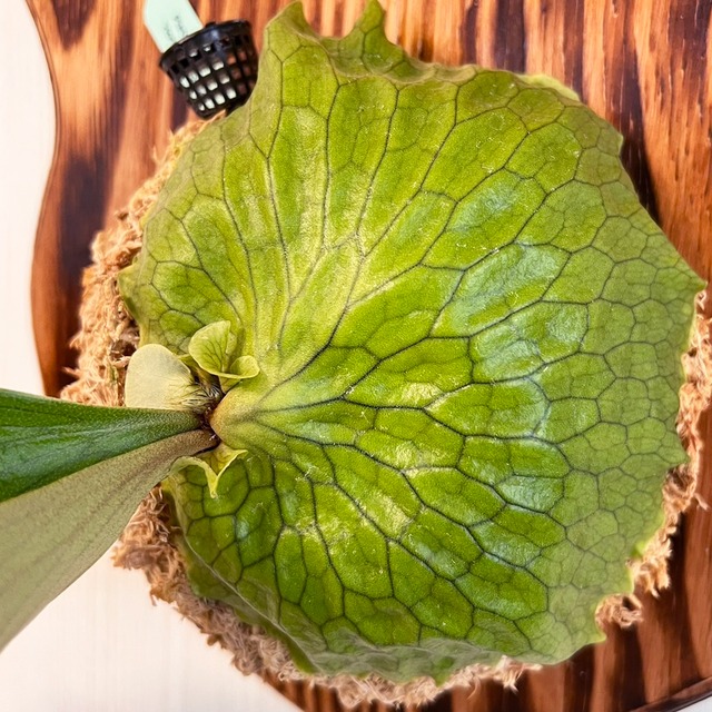 ビカクシダ ホーンズサプライズ 着生板大サイズ 板付 【観葉植物 室内 コウモリラン】