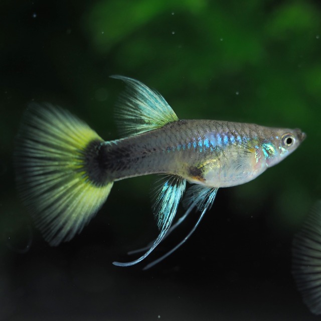 【専用】Taxiリボン　若魚1カルテット