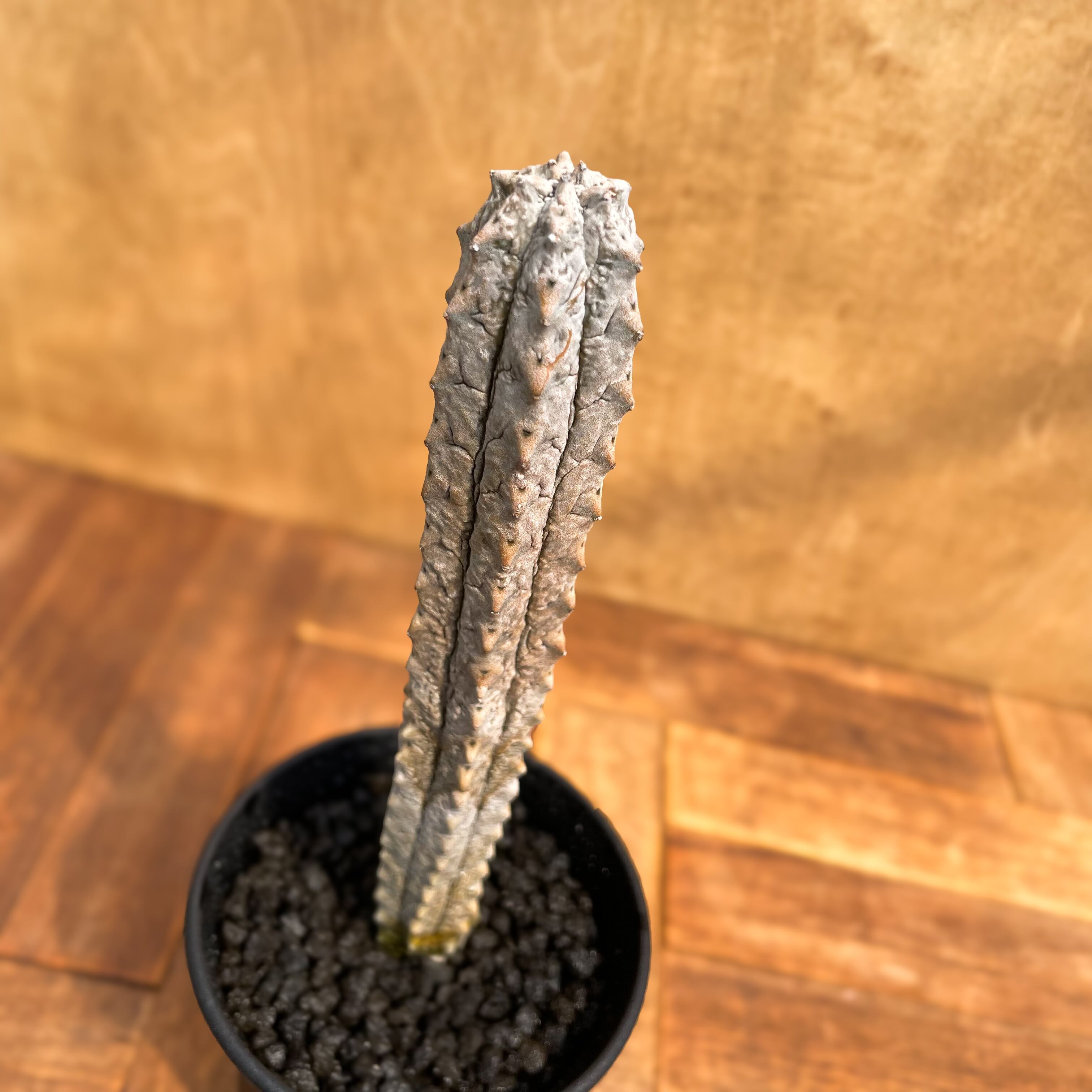 Euphorbia abdelkuri【ユーフォルビア・アブデルクリ】 | RIMO'S GREEN