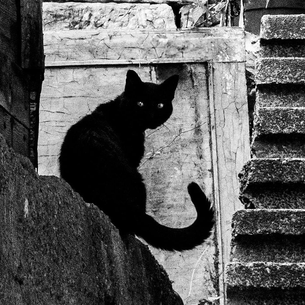 動物写真 街中の黒猫 インテリア モノクロアートポスター額装 AS4727