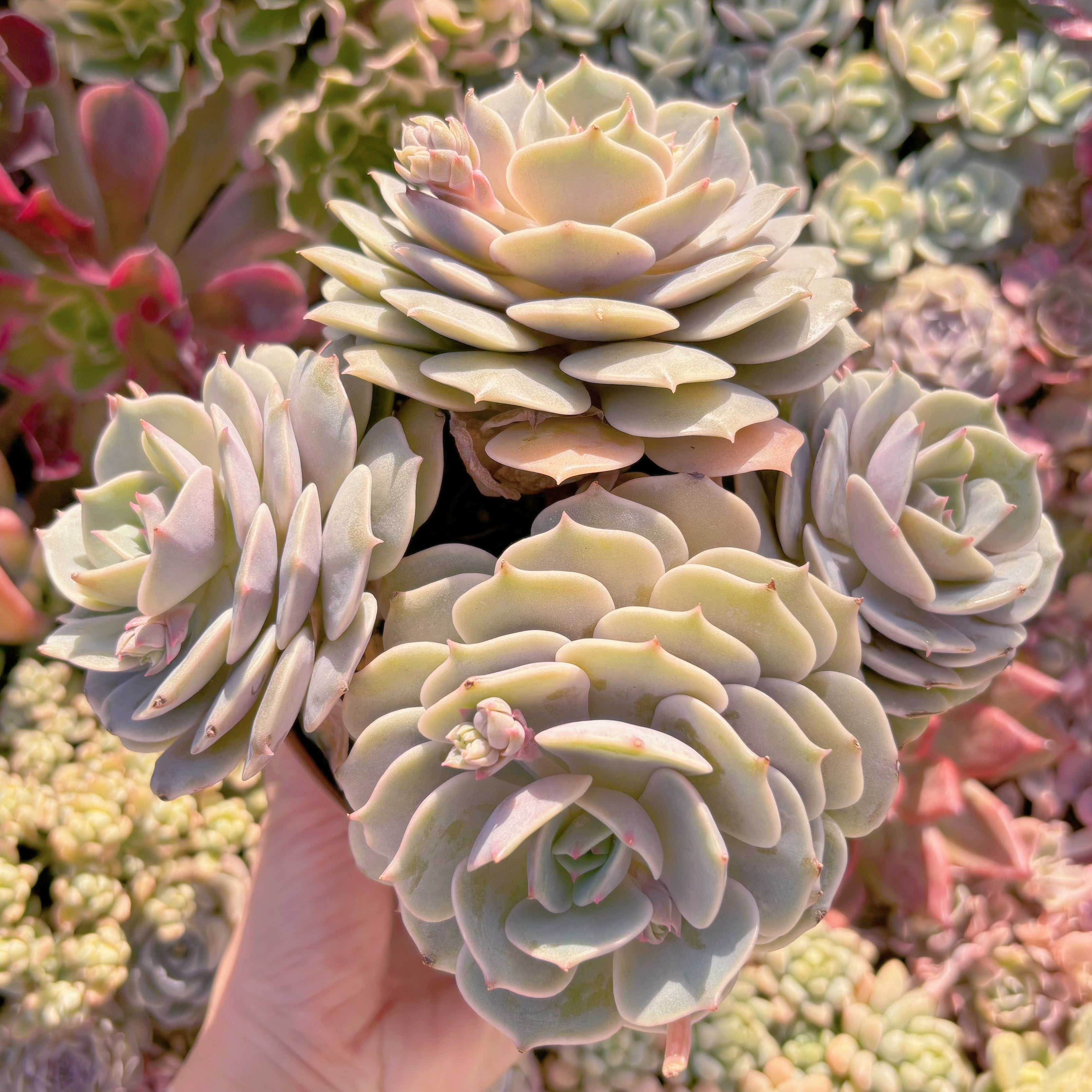 現品　ローラ#718　特大群生　新入荷　るる農園