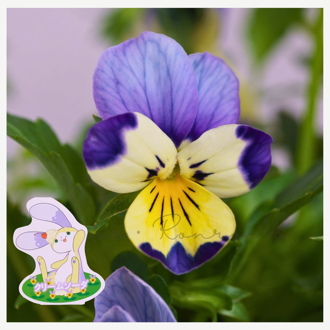 見元園芸オリジナルビオラ:クリームソーダ(3.5号)見元園芸 ビオラ ラビットシリーズ バニータイプ