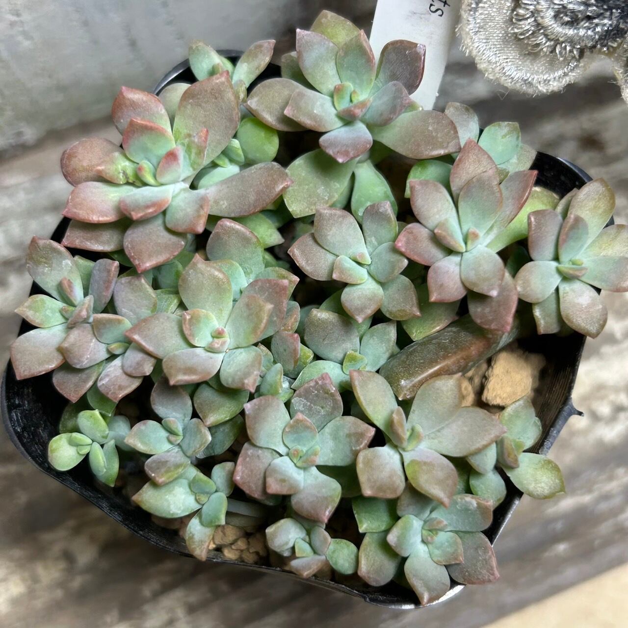 マッコス | RuPo 多肉植物専門店