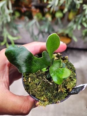 P.willinckii OMG × Ginka Spore mutation【artPLANTs/PLANTS GARAG】ビカクシダ#Platycerium
