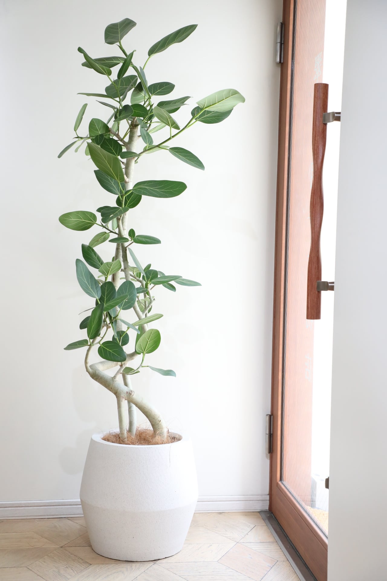 □中・大型植物(80cm~220cm) | 【厳選植物・器】MIDORI DOUMEI 翠堂明