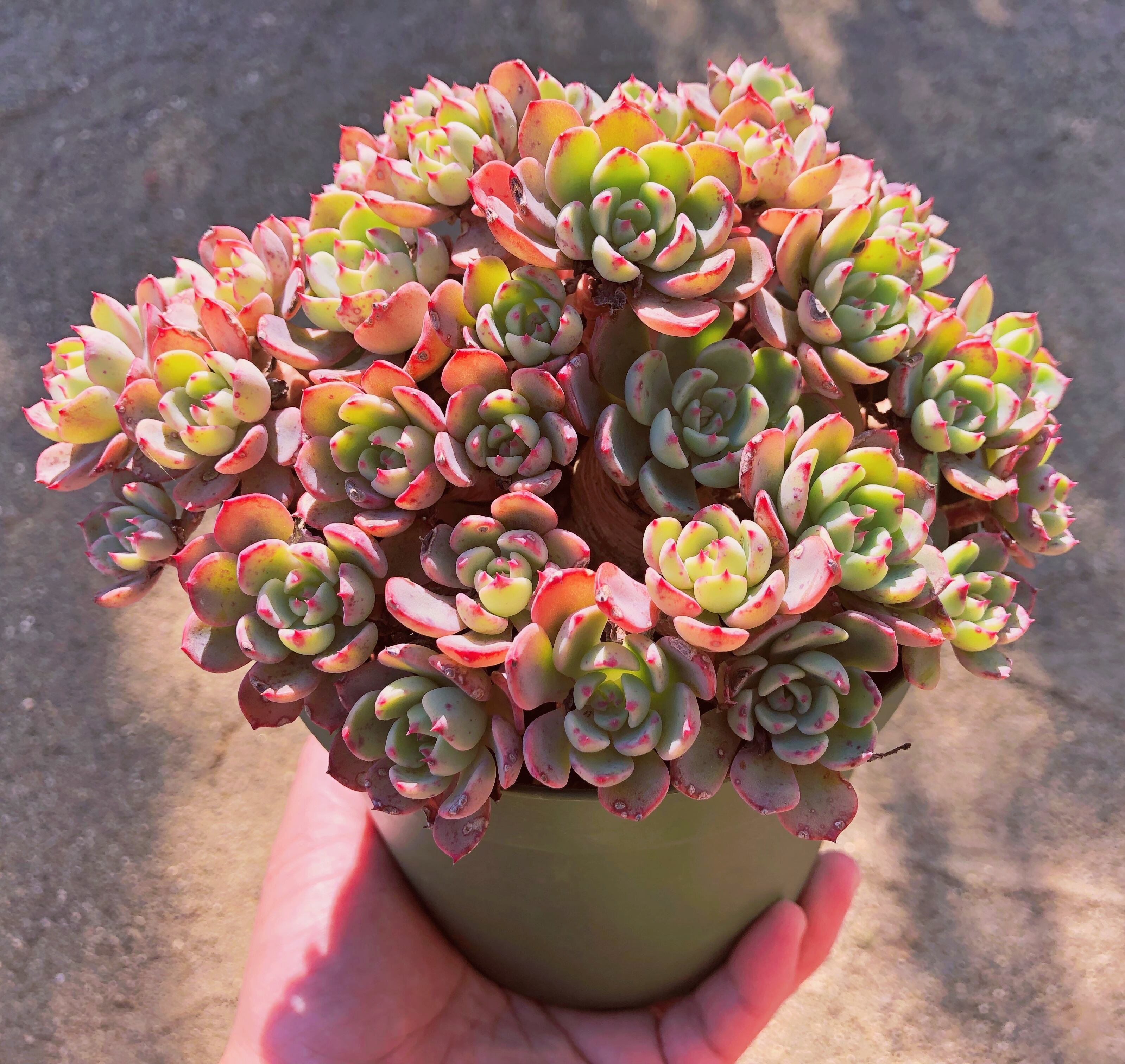 多肉植物　nanafukumini 特大群生　抜き苗