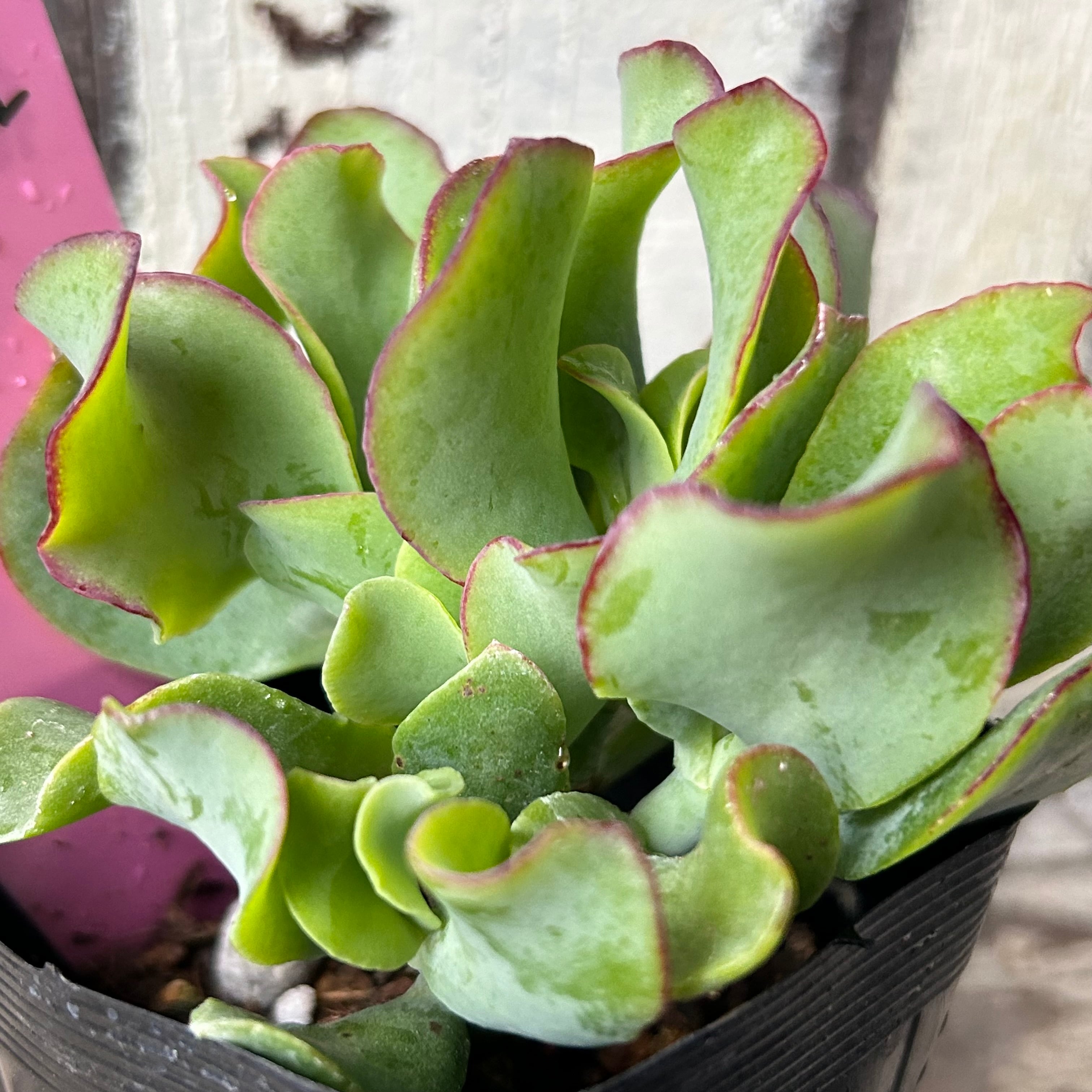 ブルーリボン | RuPo 多肉植物専門店
