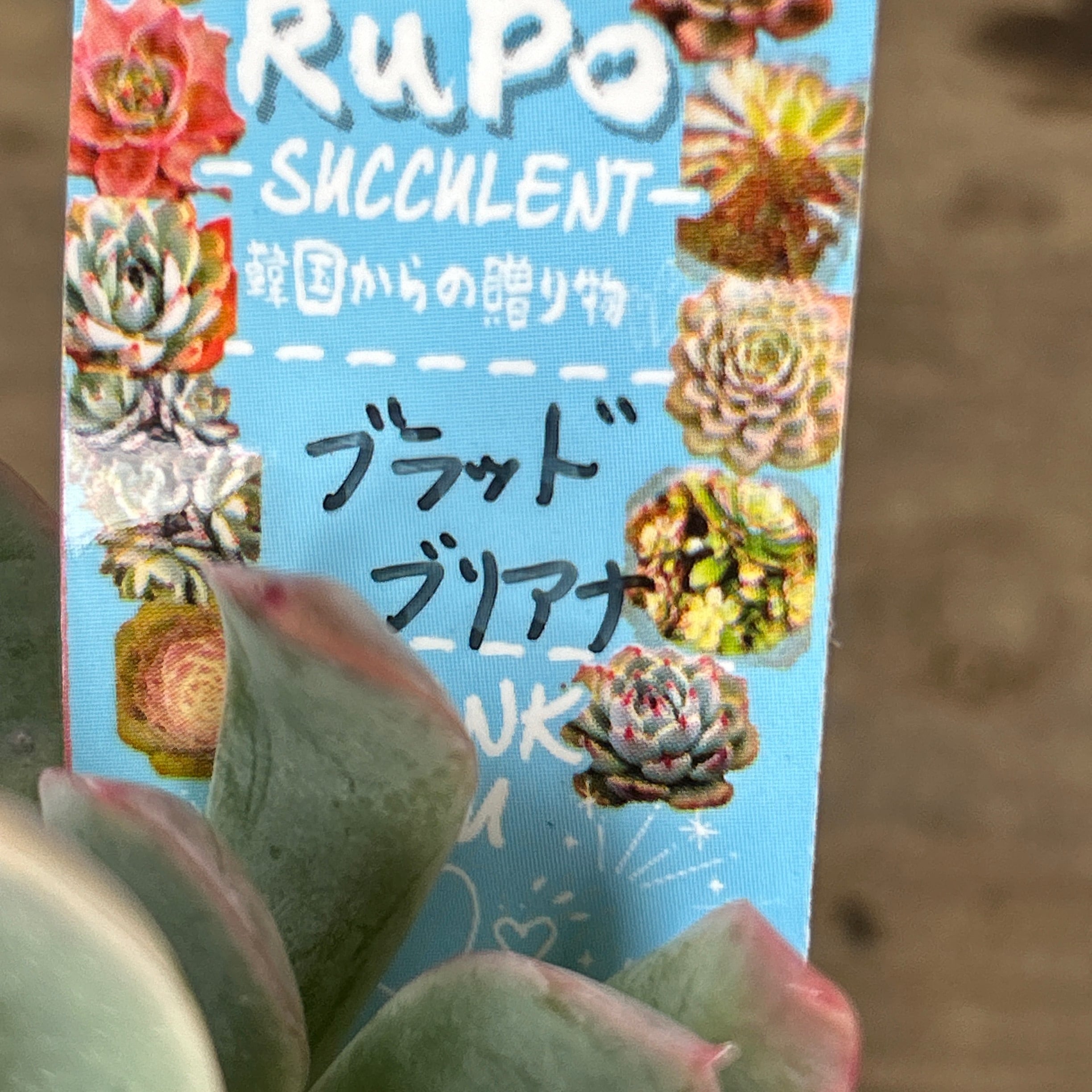 ブラッドブリアナ(群生 | RuPo 多肉植物専門店