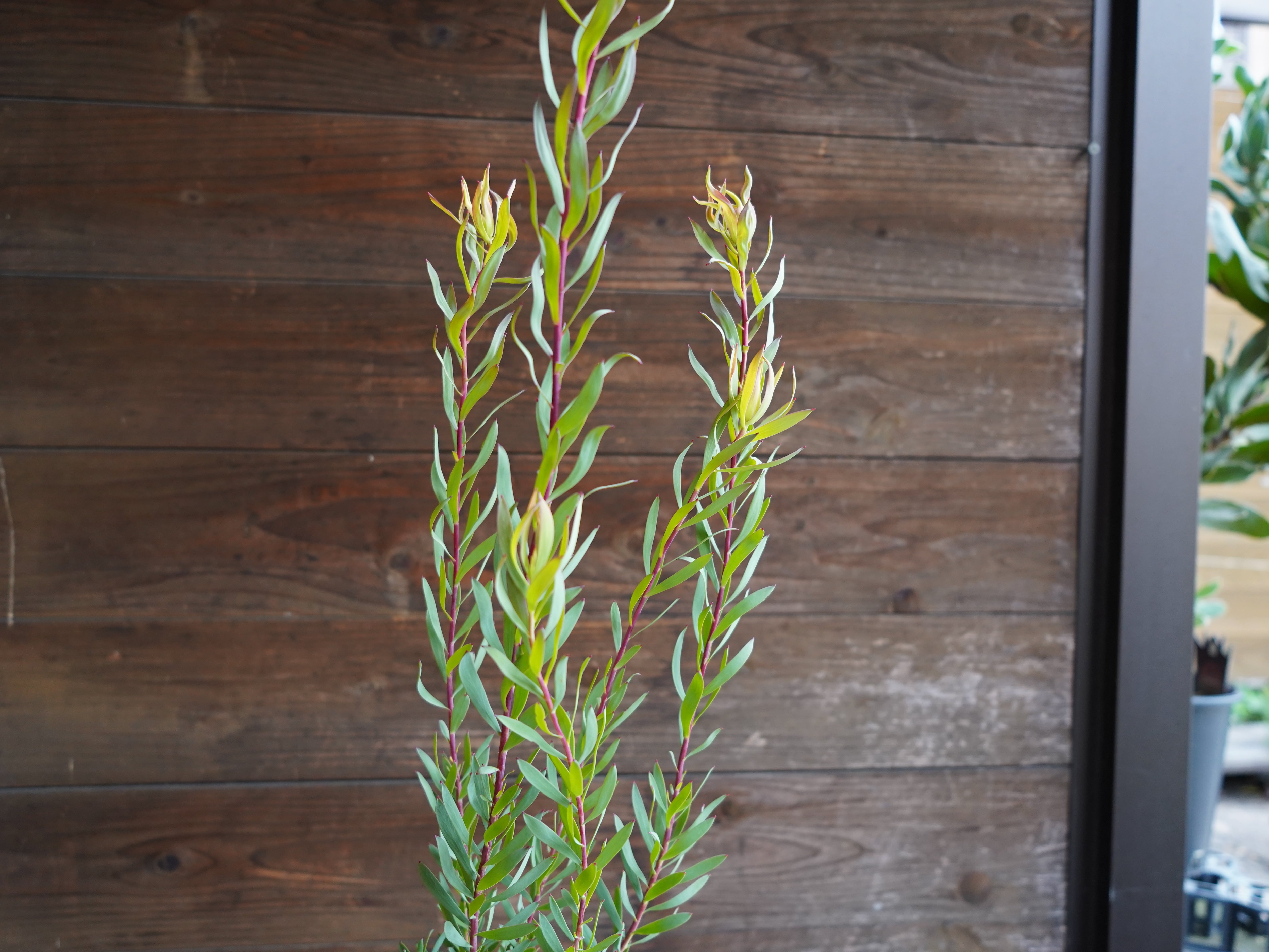 【現物】リューカデンドロン ”Cream Delight”