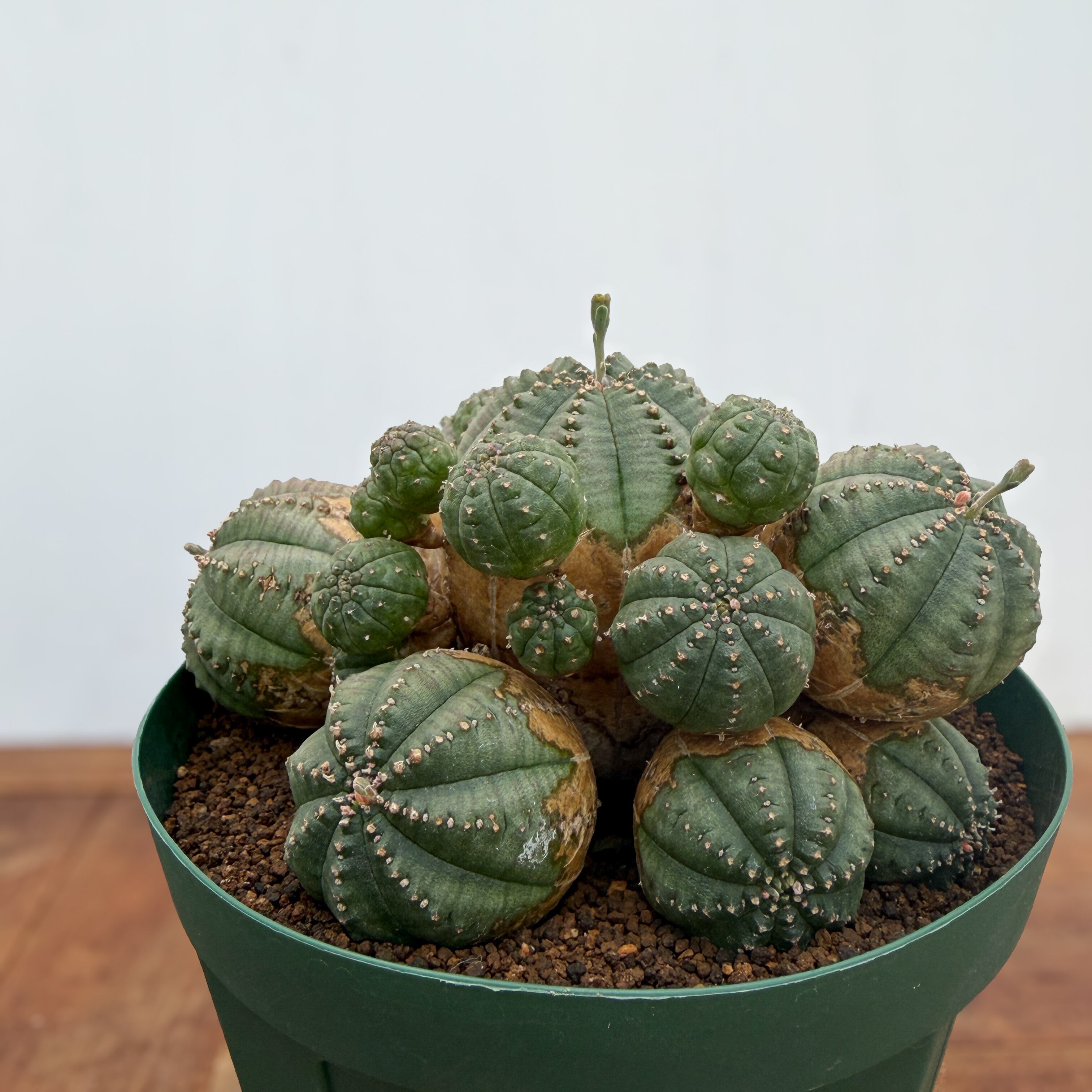 Euphorbia obesa 'Bonten'【ユーフォルビア・オベサ梵天】 | RIMO'S