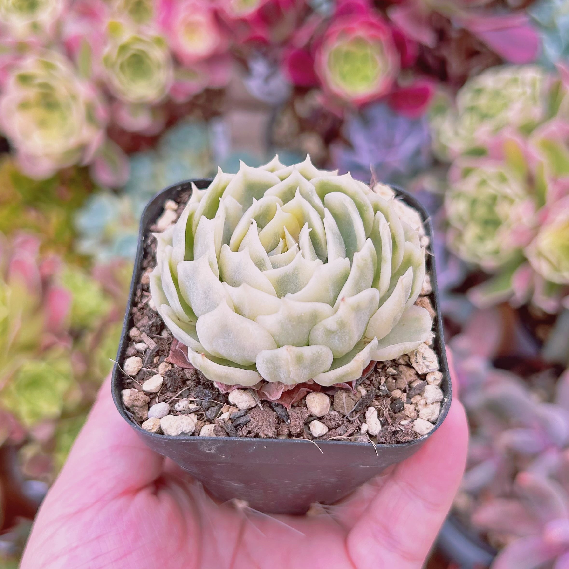 現物 多肉植物 オンスロー錦 抜き苗 | るる農園~多肉植物専門