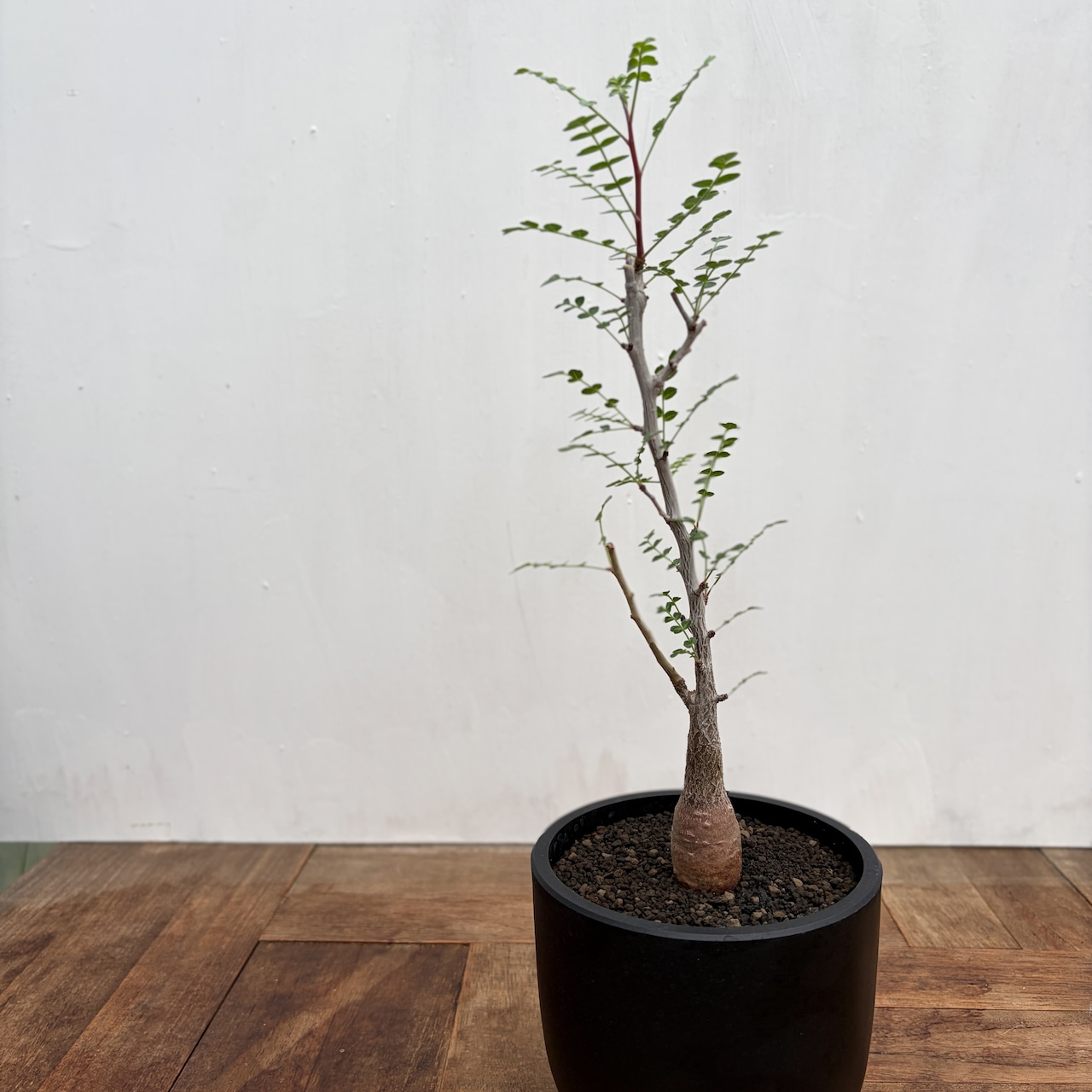 Pachycormus discolor【パキコルムス・ディスカラー・象の木】